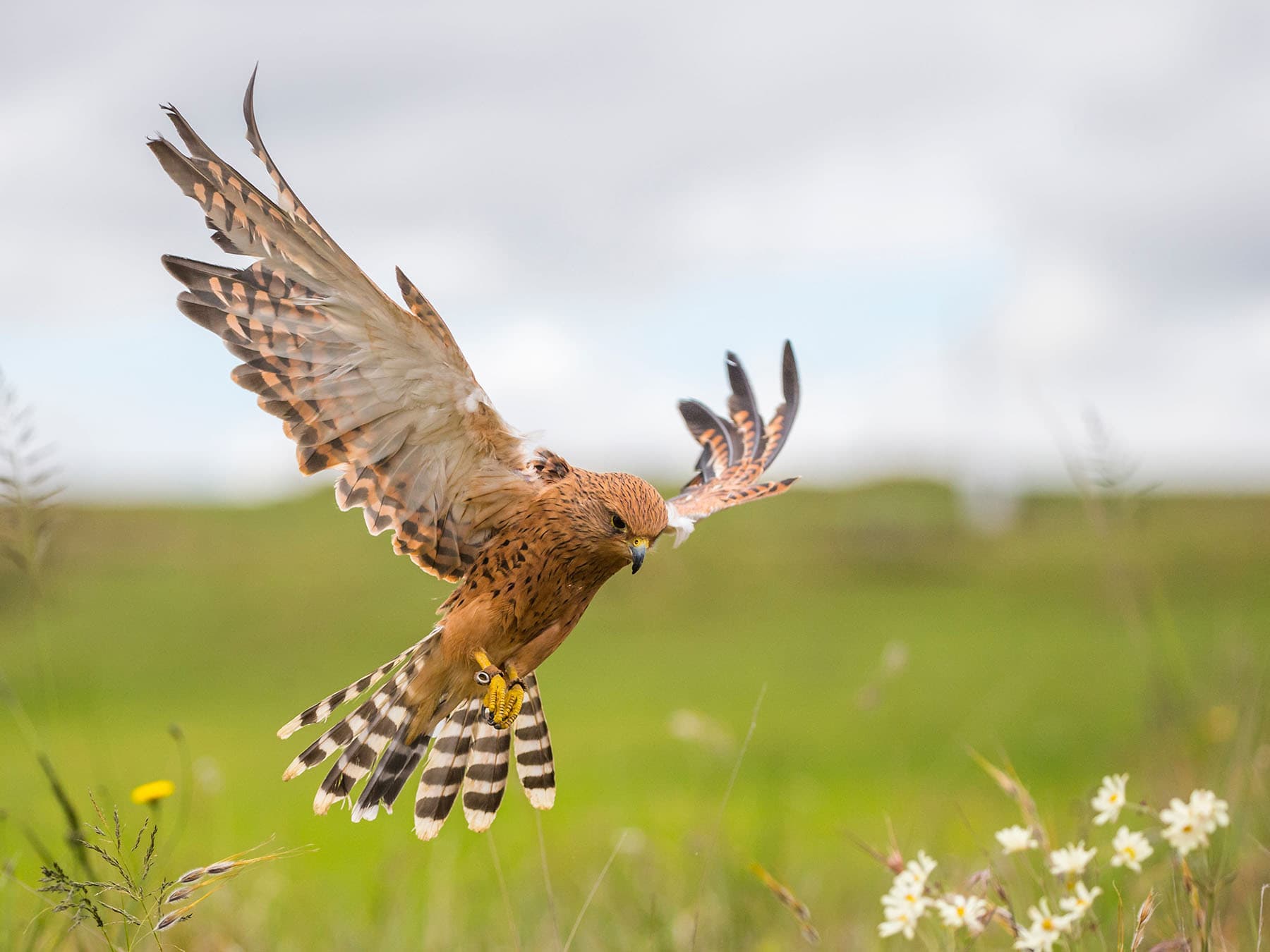 Hovering kestrel