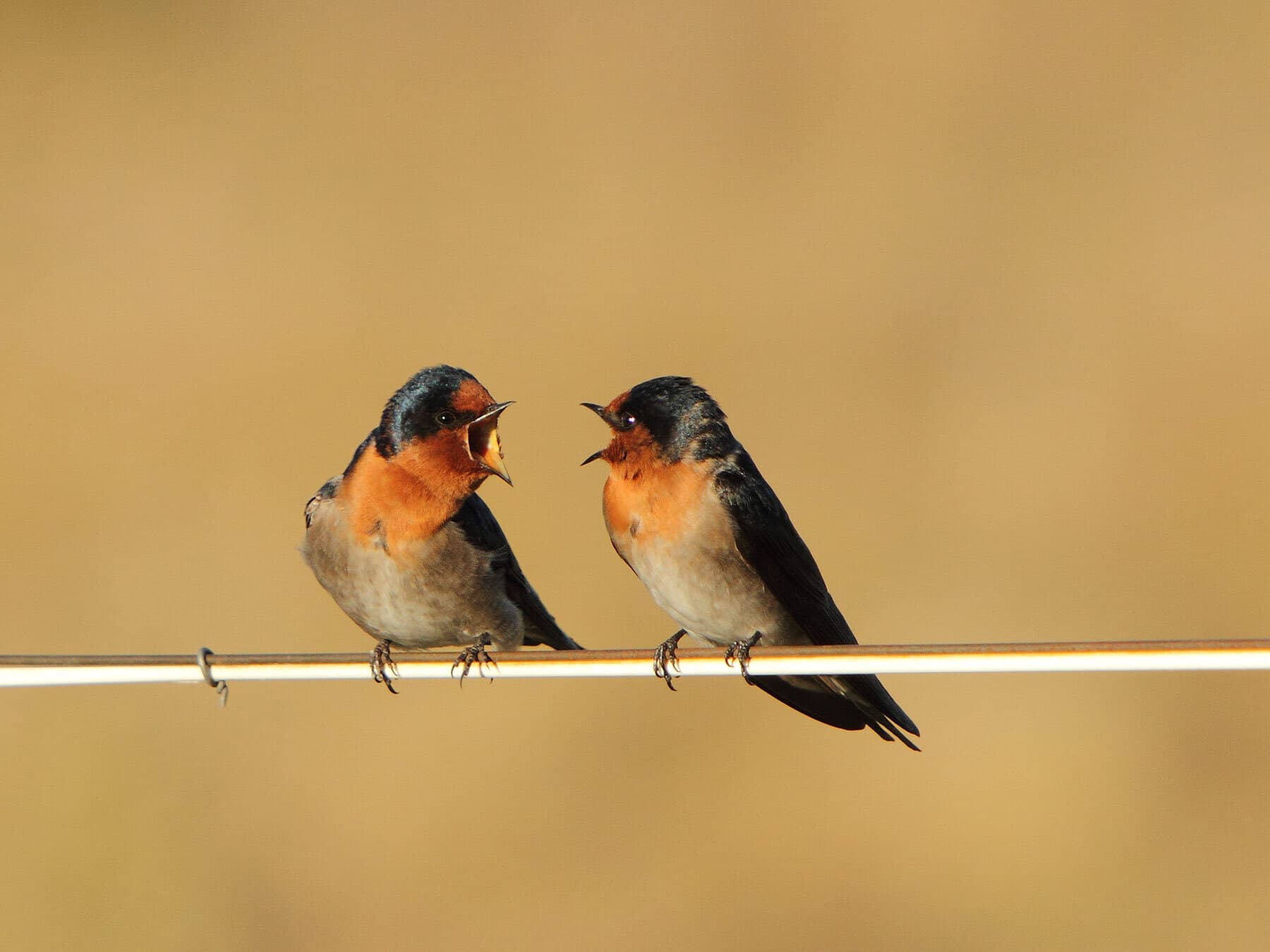 How Do Birds Communicate? (All Methods Explained)