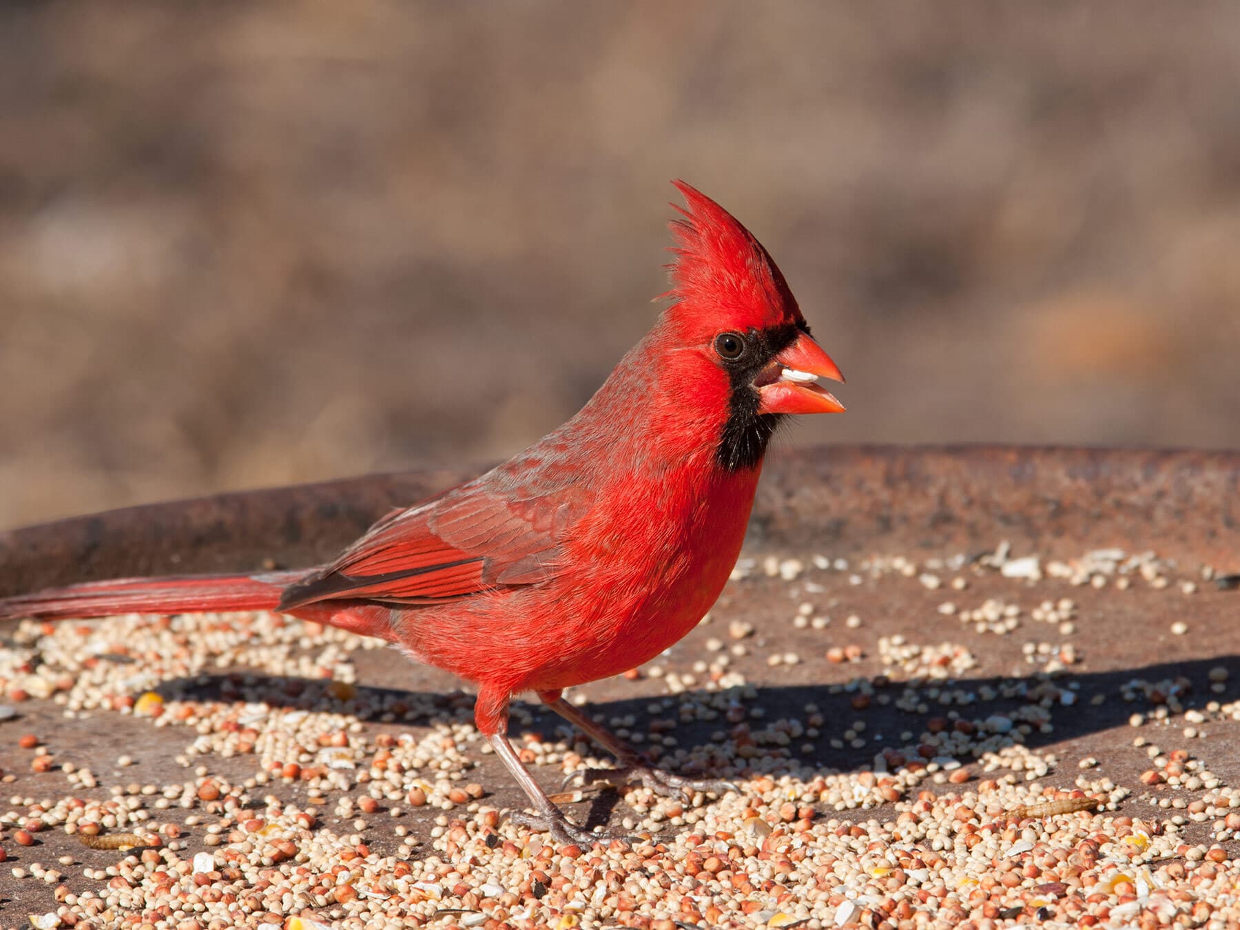 How Do Birds Find Feeders? The Surprising Science Behind Backyard Discoveries