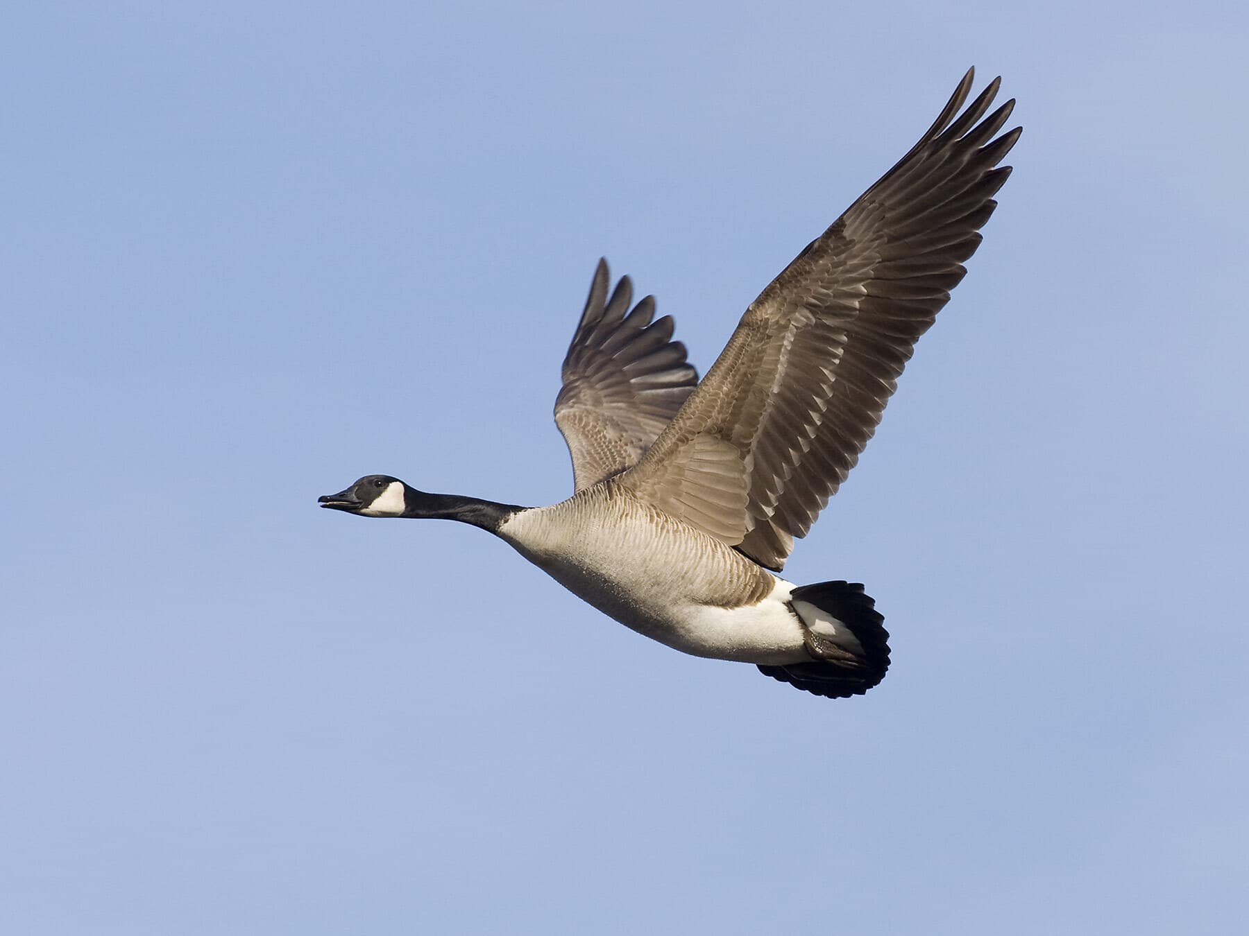 How Long Do Geese Live? (Complete Guide)