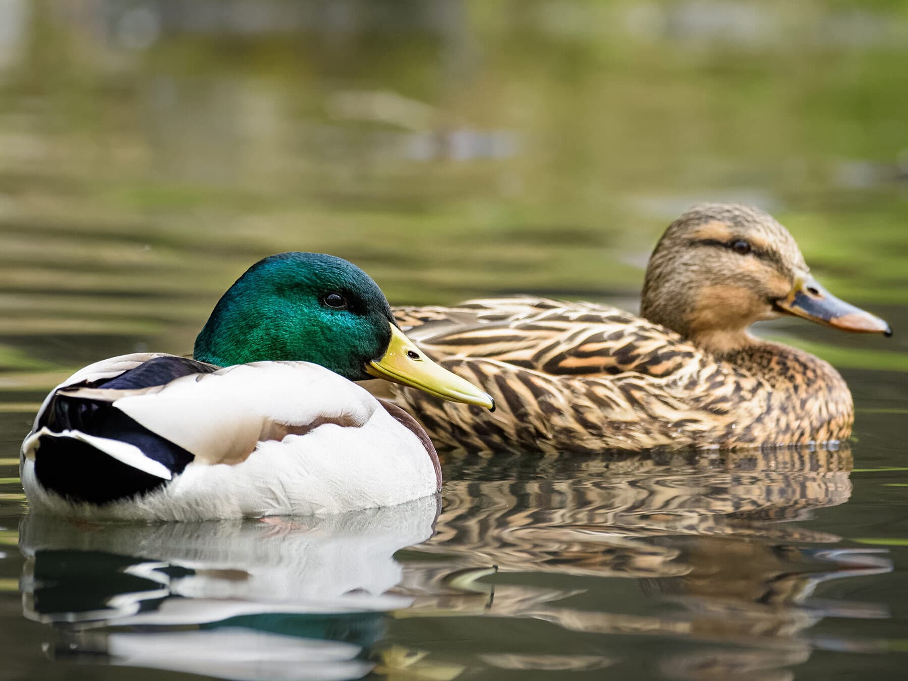 How Long Do Mallards Live? (Mallard Duck Lifespan)