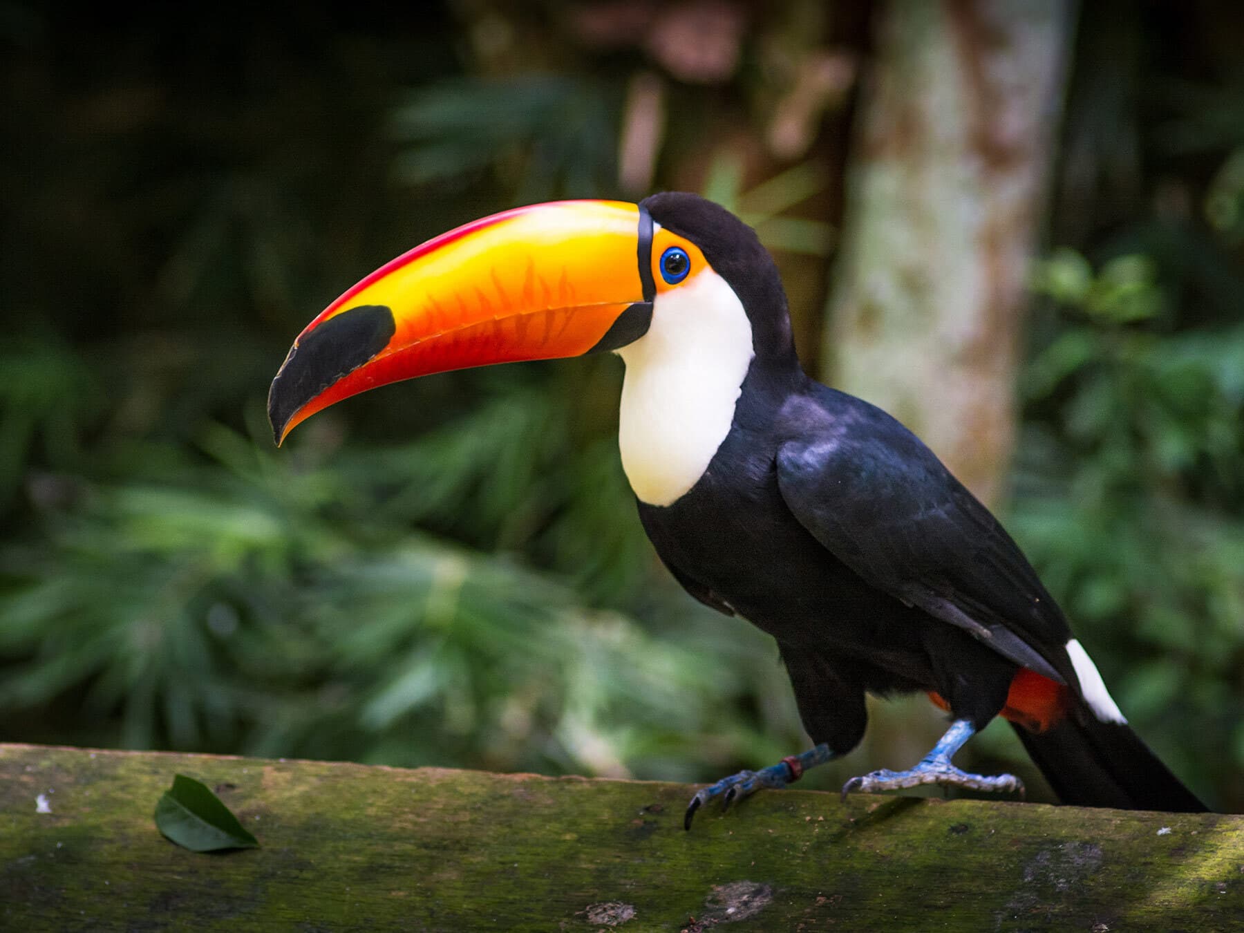 How Long Do Toucans Live?