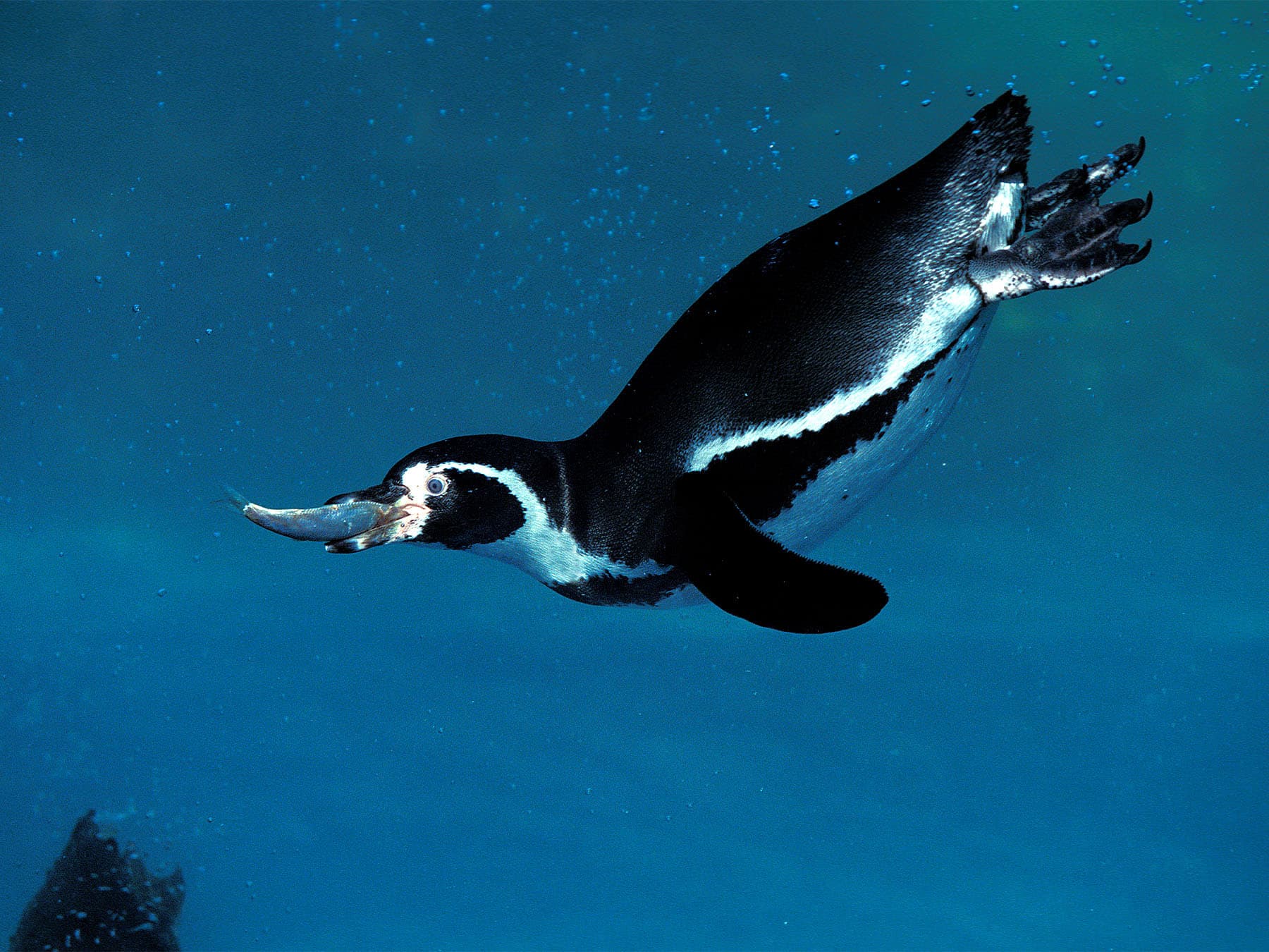 Humboldt penguin with fish in its beak