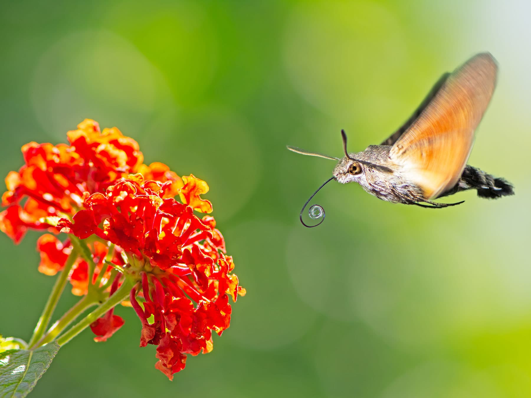 Humingbird hawk moth red flower