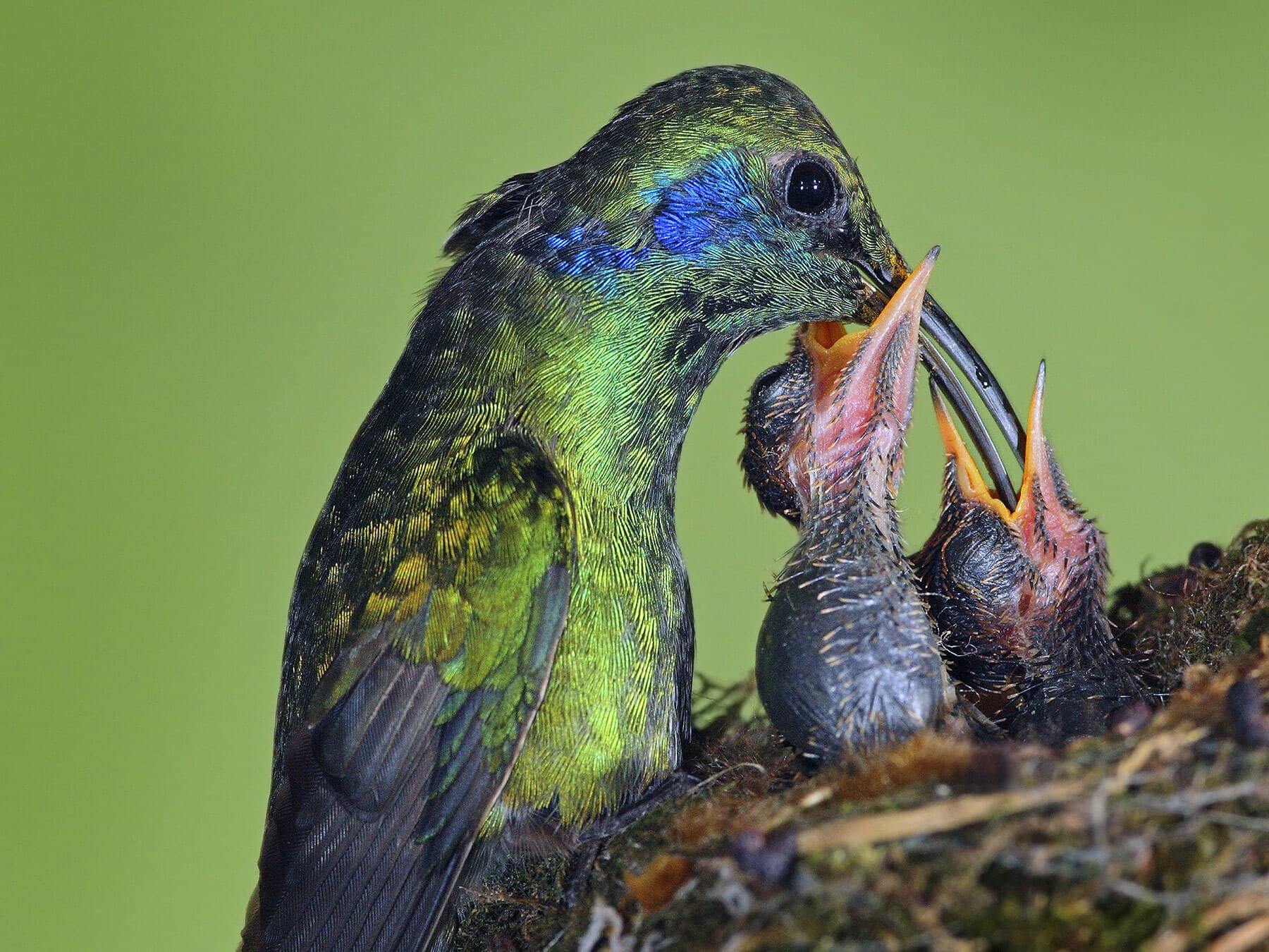 Hummingbird chicks