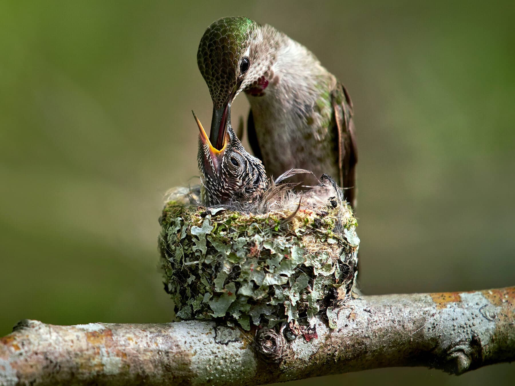 Hummingbird feeding baby