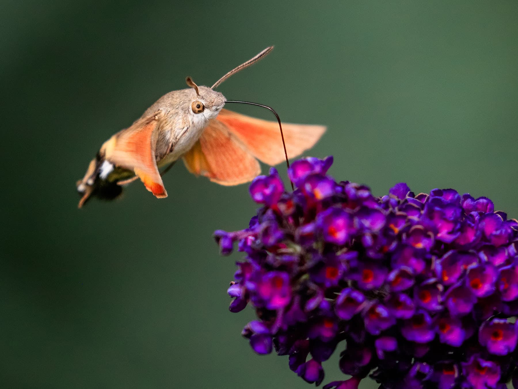 Hummingbird hawk moth butterfly bush