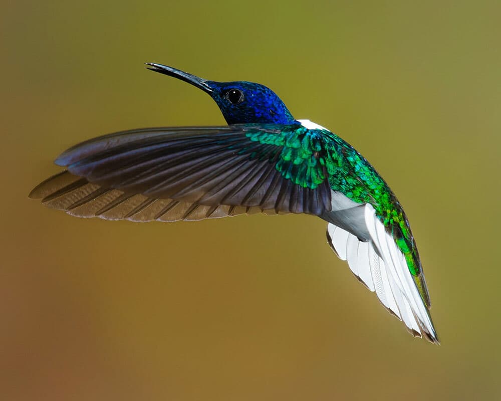 Are There Really Hummingbirds in the UK? Truth Revealed! | Birdfact