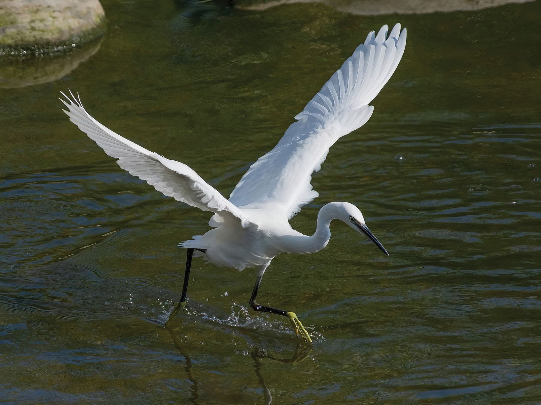Little Egret populations are rising in the UK