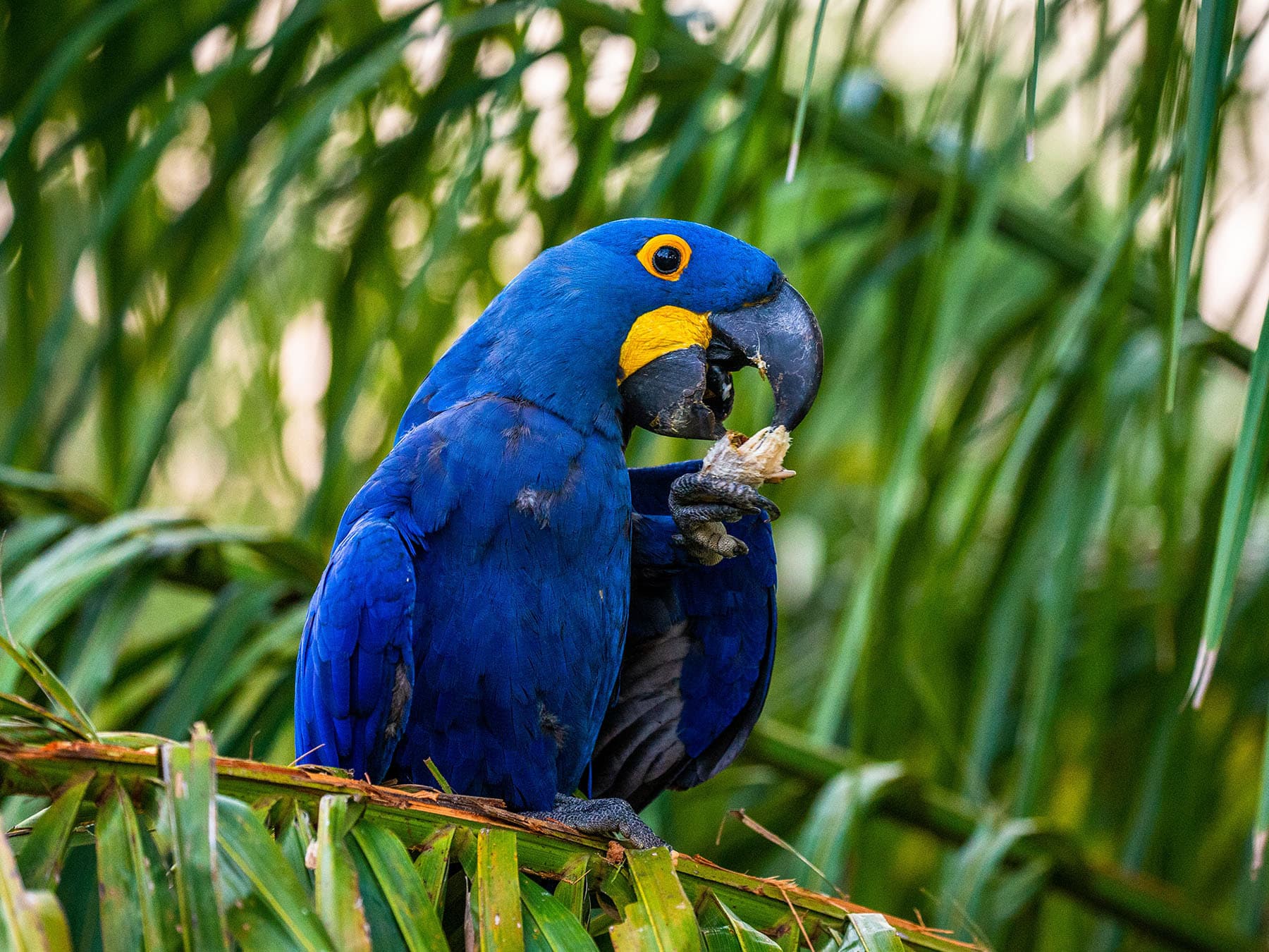 Hyacinth Macaw eating, perched on a branch