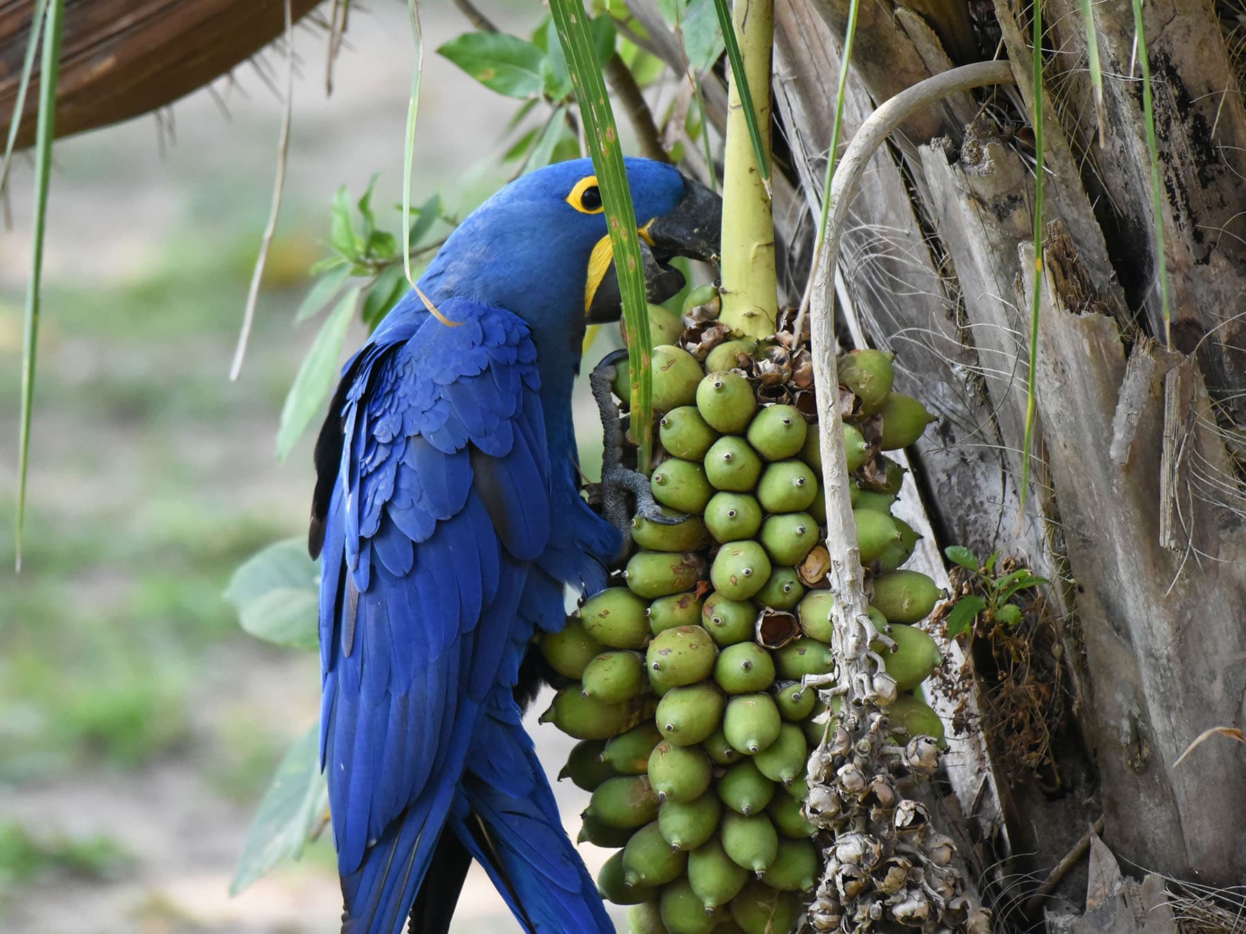 Hyacinth Macaw foraging for Acuri palm fruit
