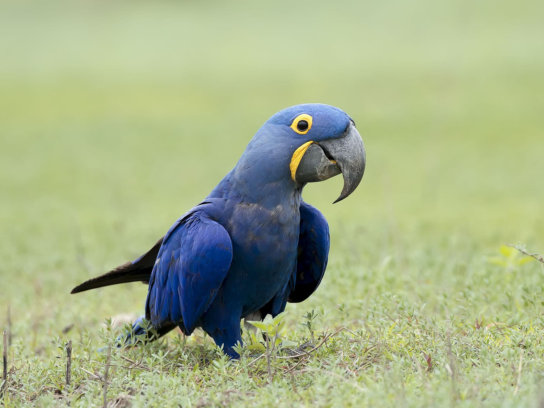 Hyacinth Macaw walking on the ground