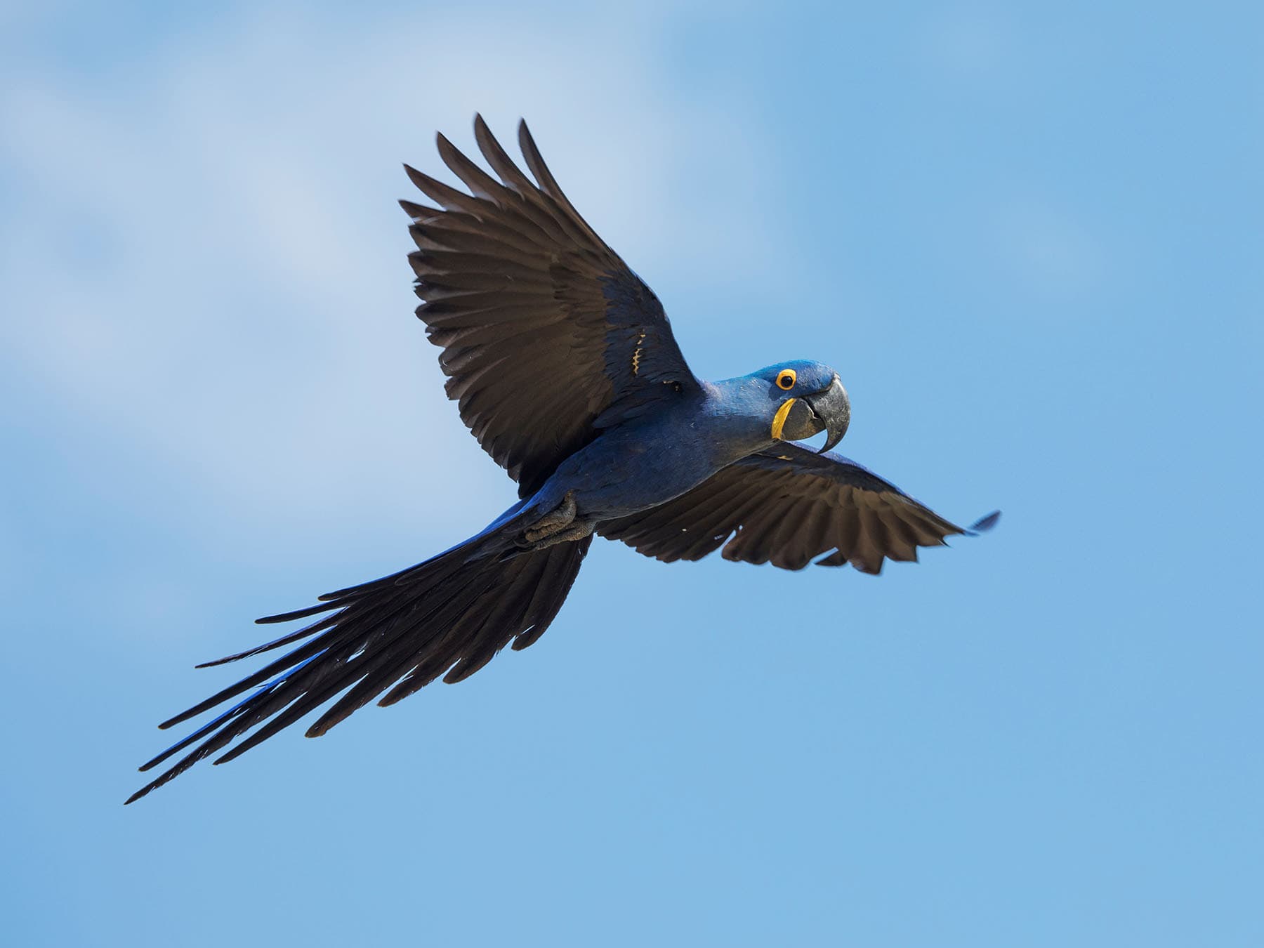 Hyacinth Macaw in flight