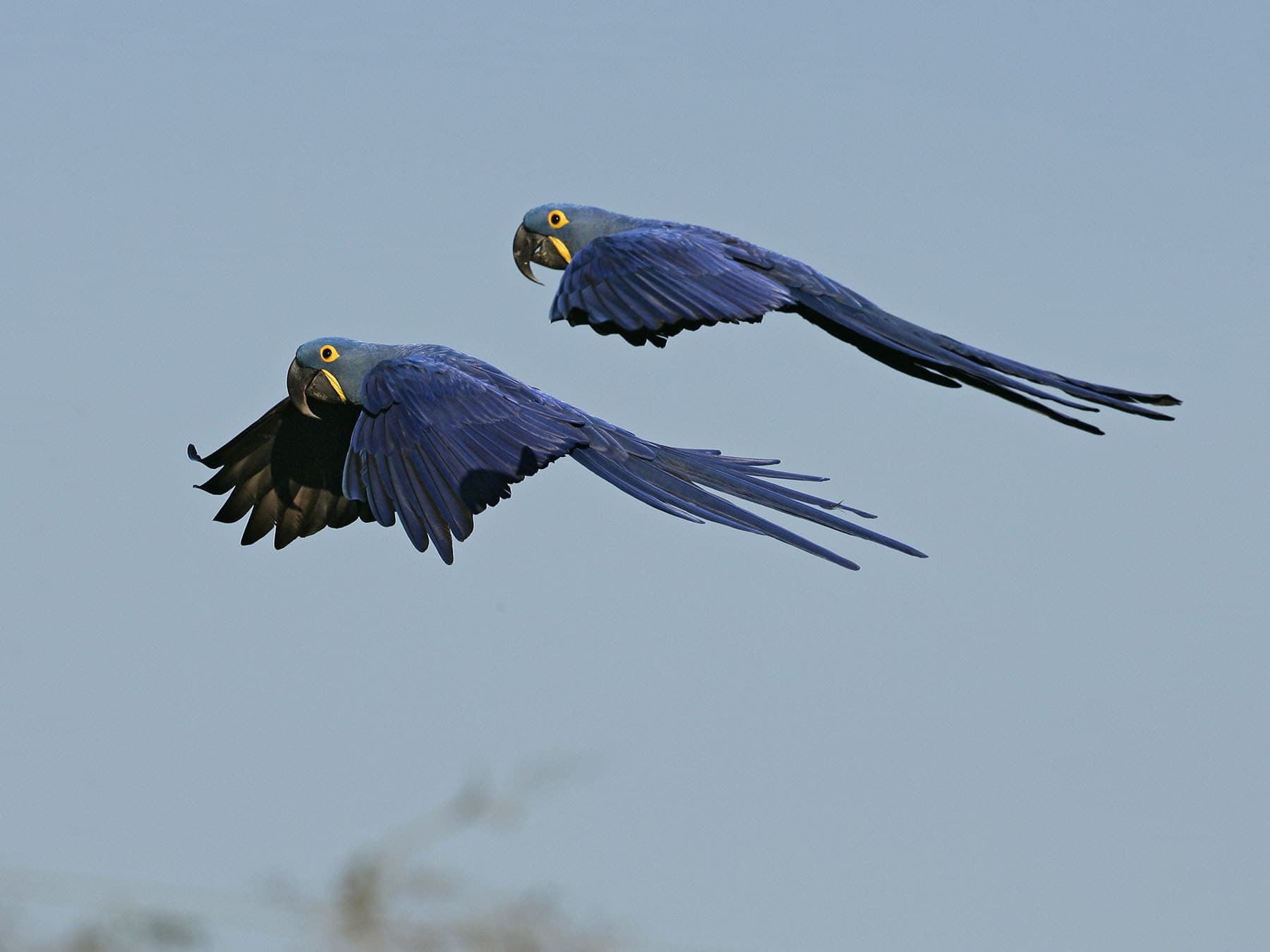 Hyacinth Macaw pair in flight