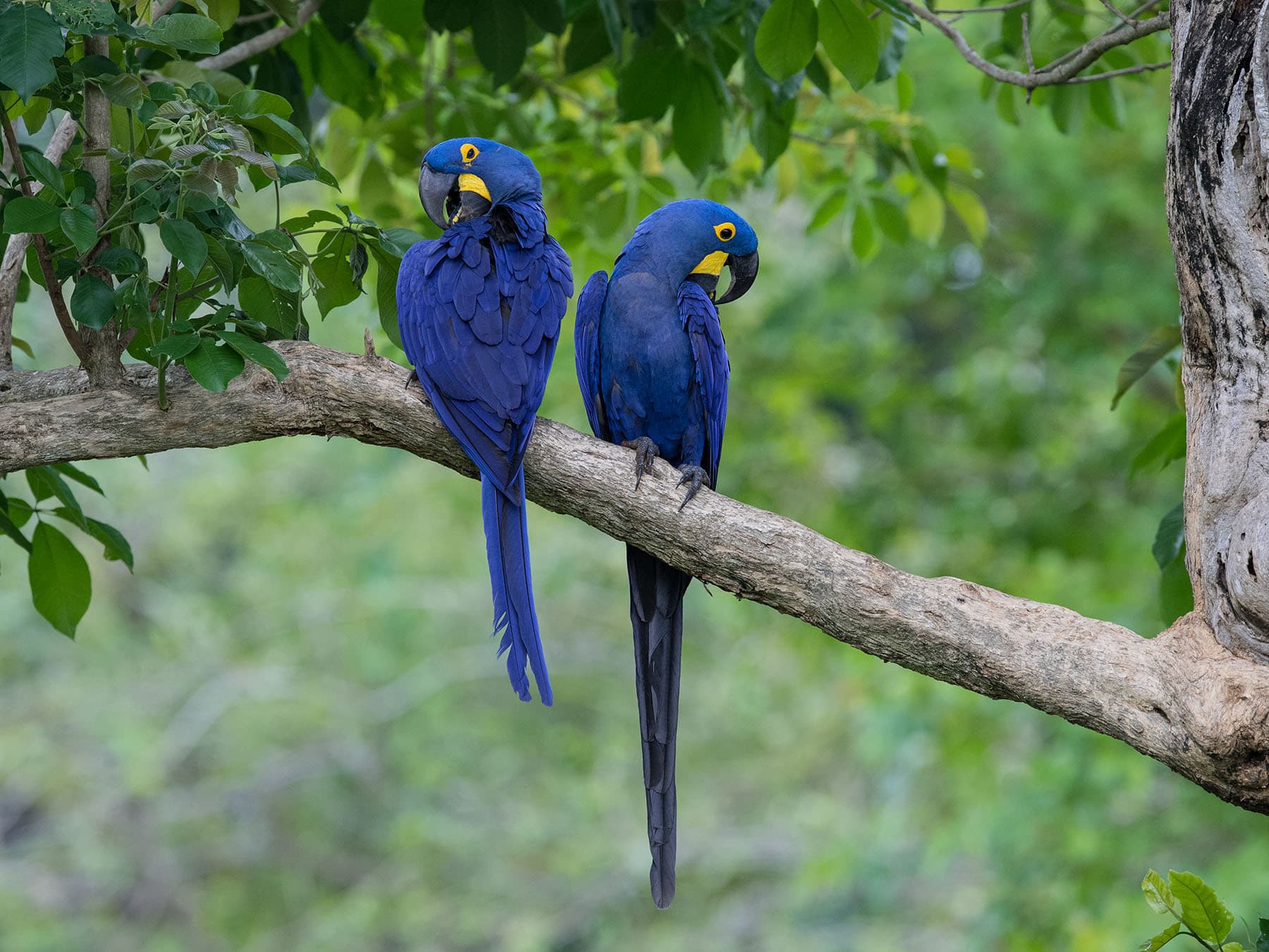 A pair of perched Hyacinth Macaws