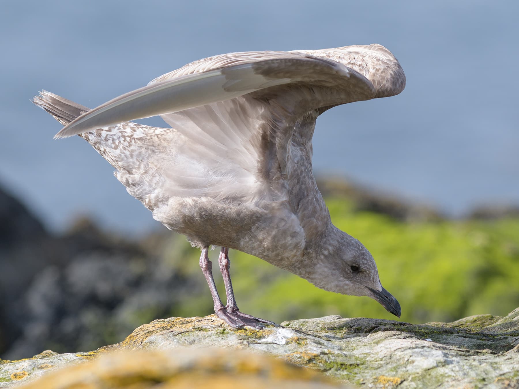 Juvenile Iceland Gull getting ready to take-off