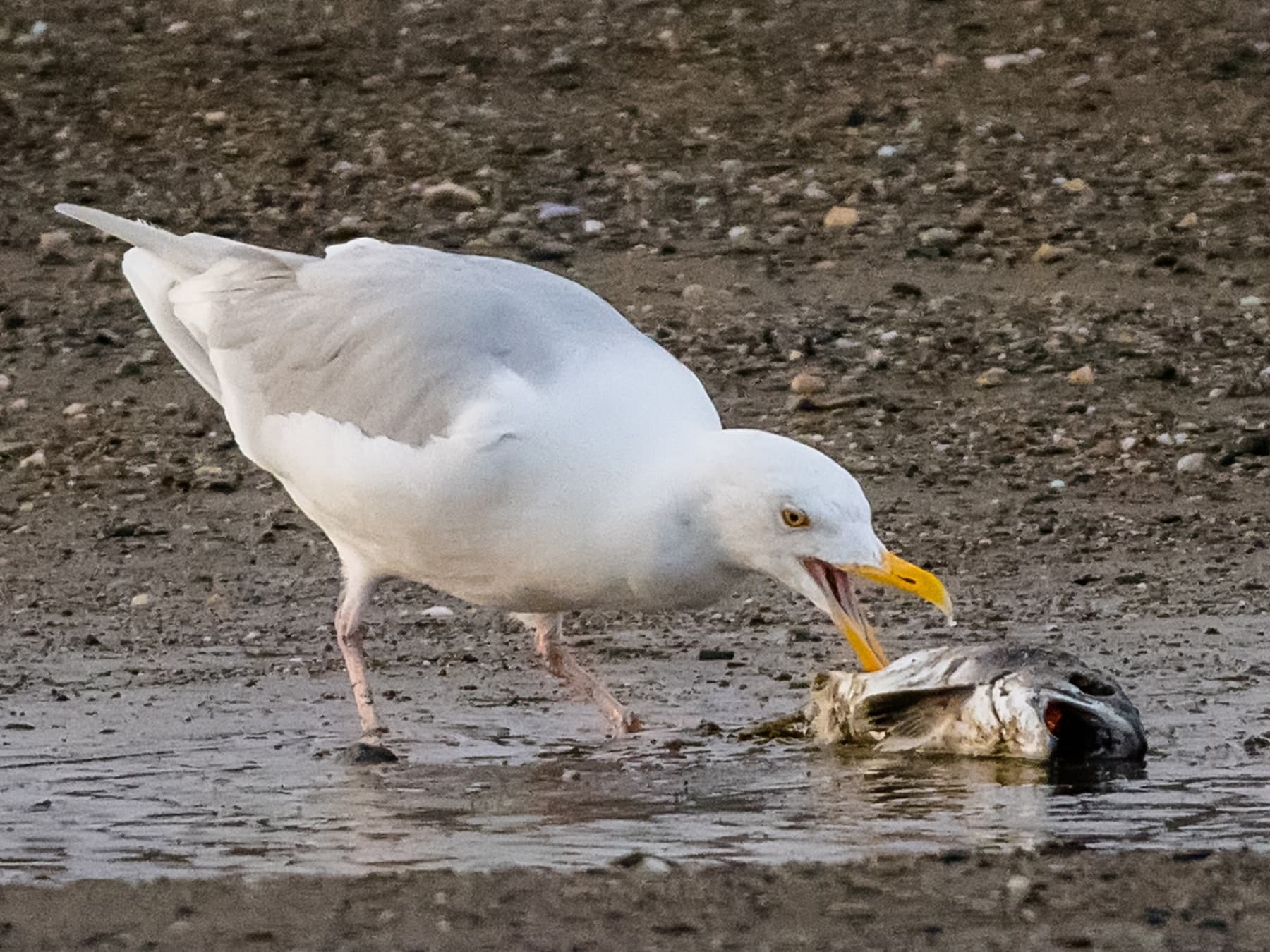 Iceland Gull feeding on fish