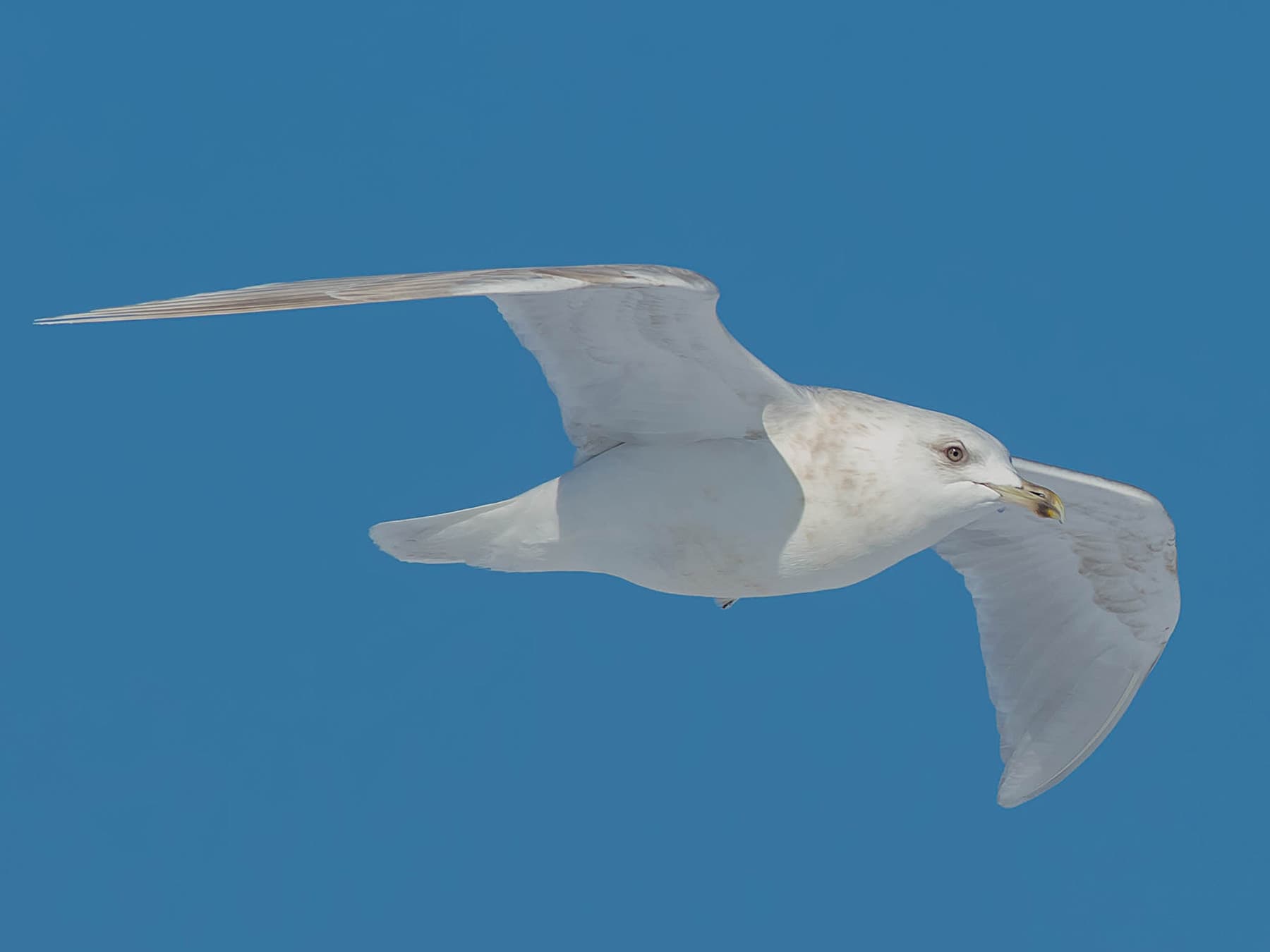 Iceland Gull in-flight