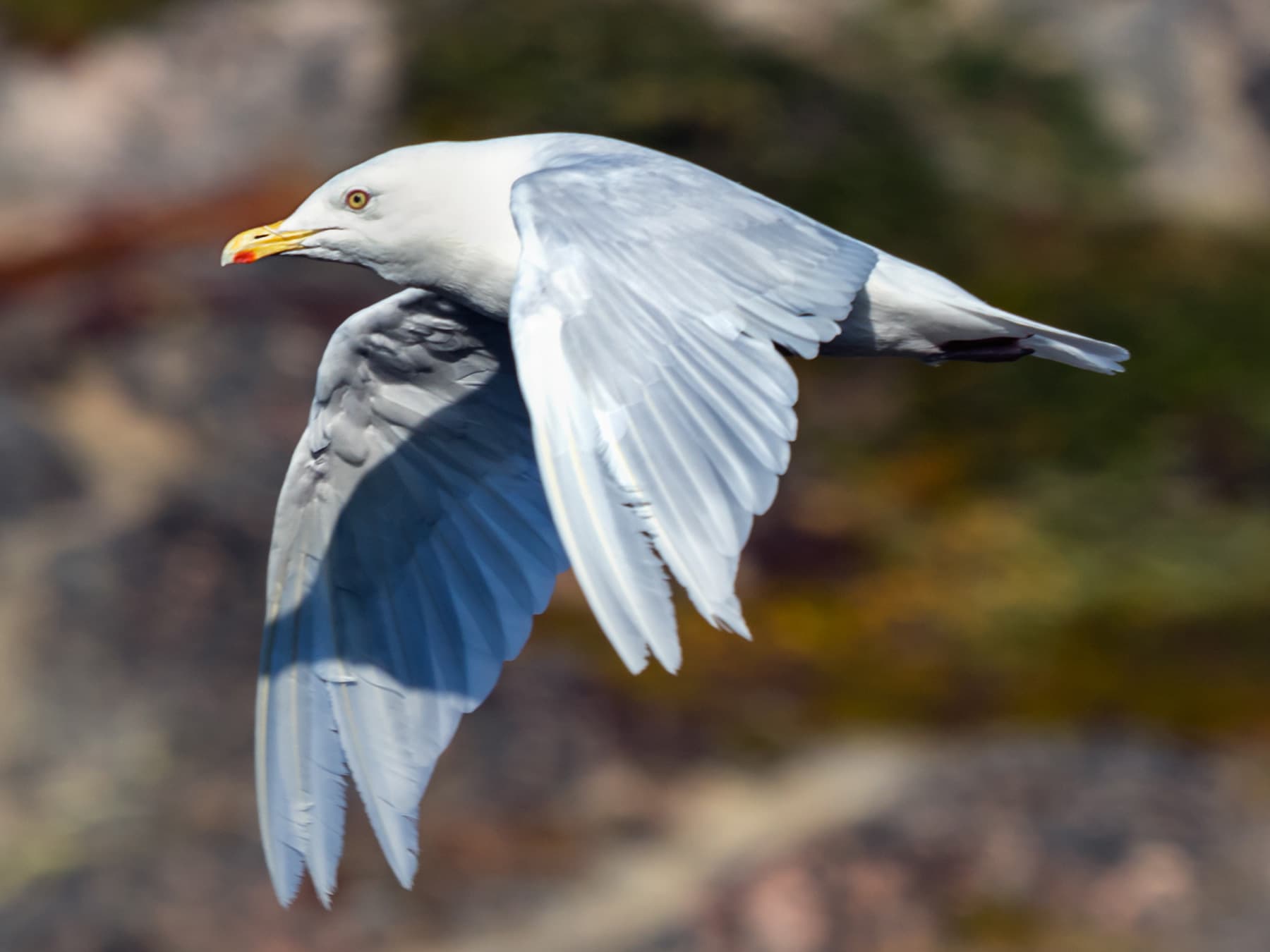Iceland Gull in-flight