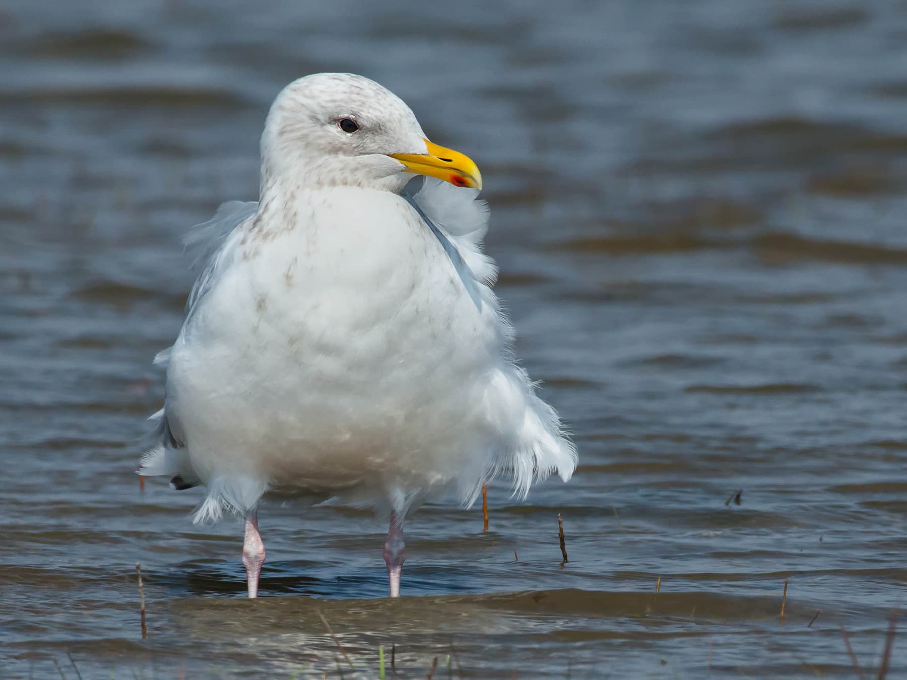 Iceland Gull standing in a flooded field