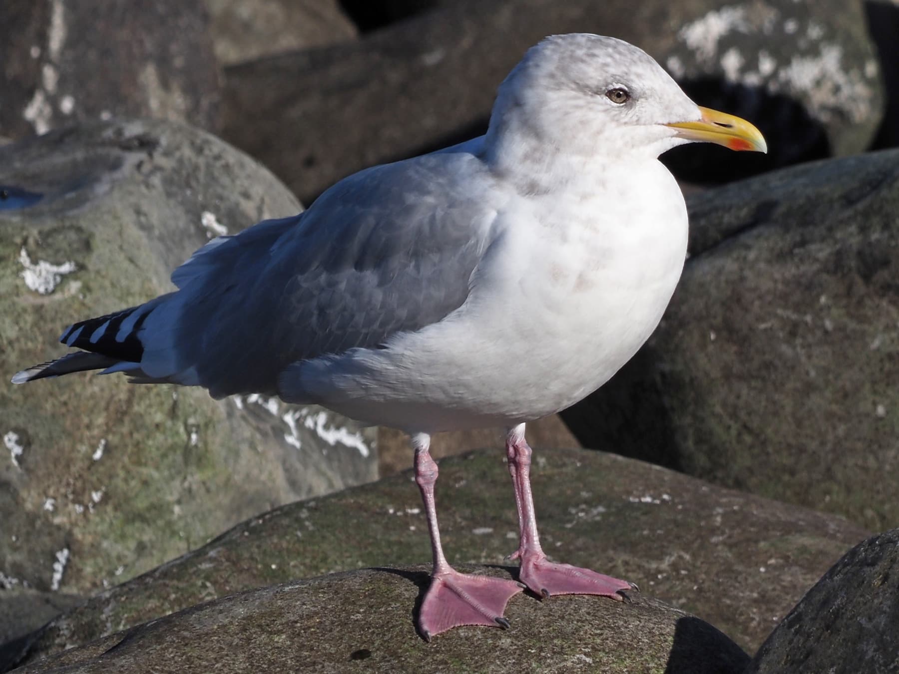 Iceland Gull perching on the rocks