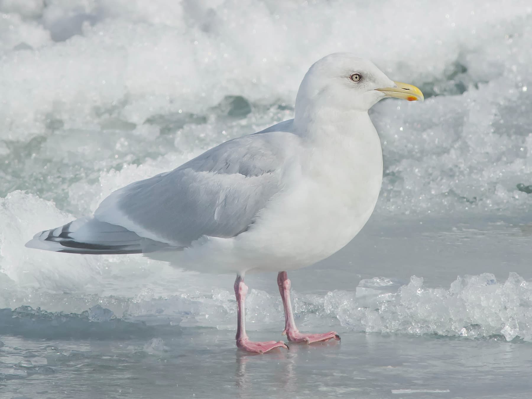Iceland Gull standing on the ice