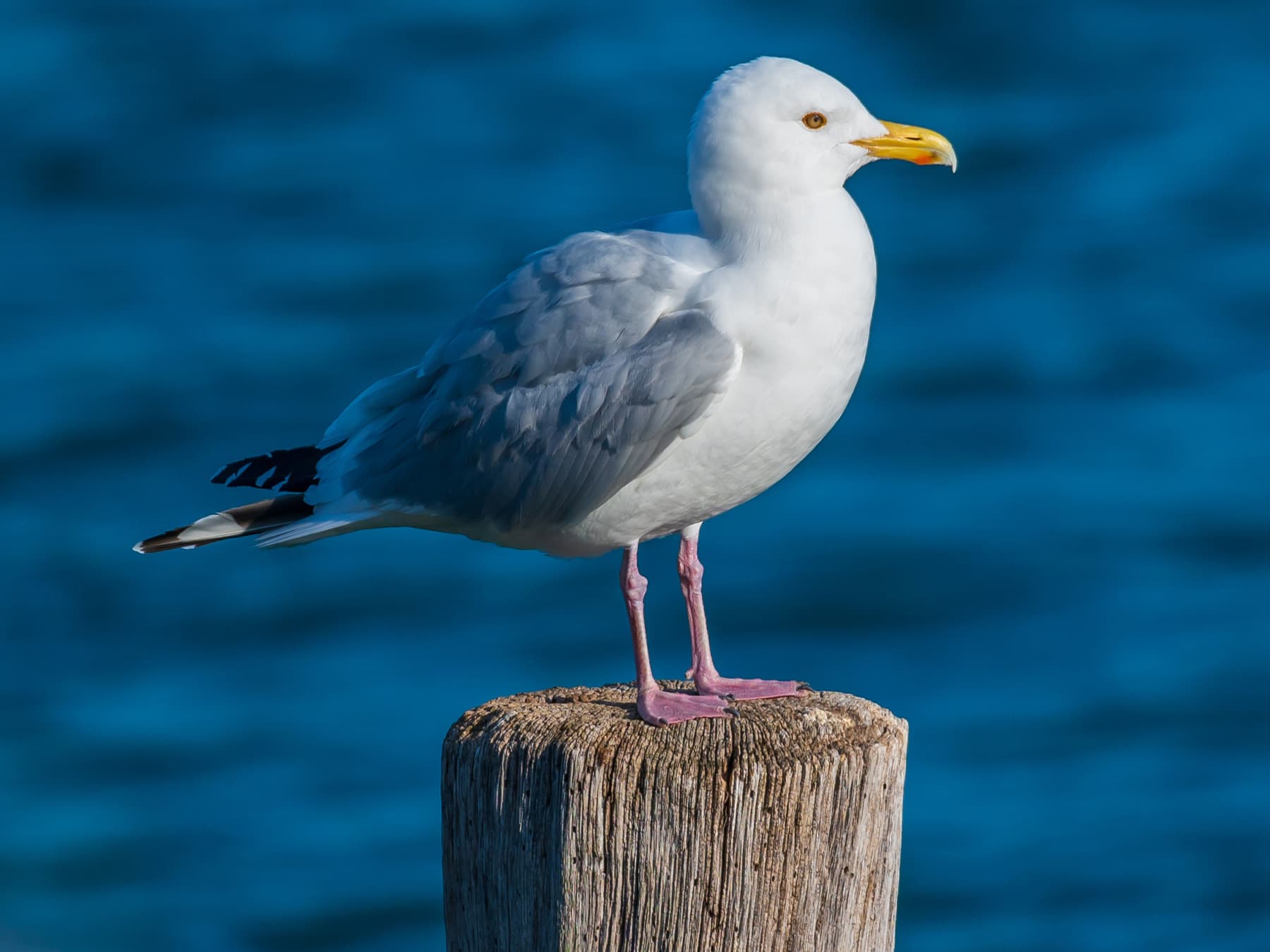 Iceland Gull standing near to the ocean