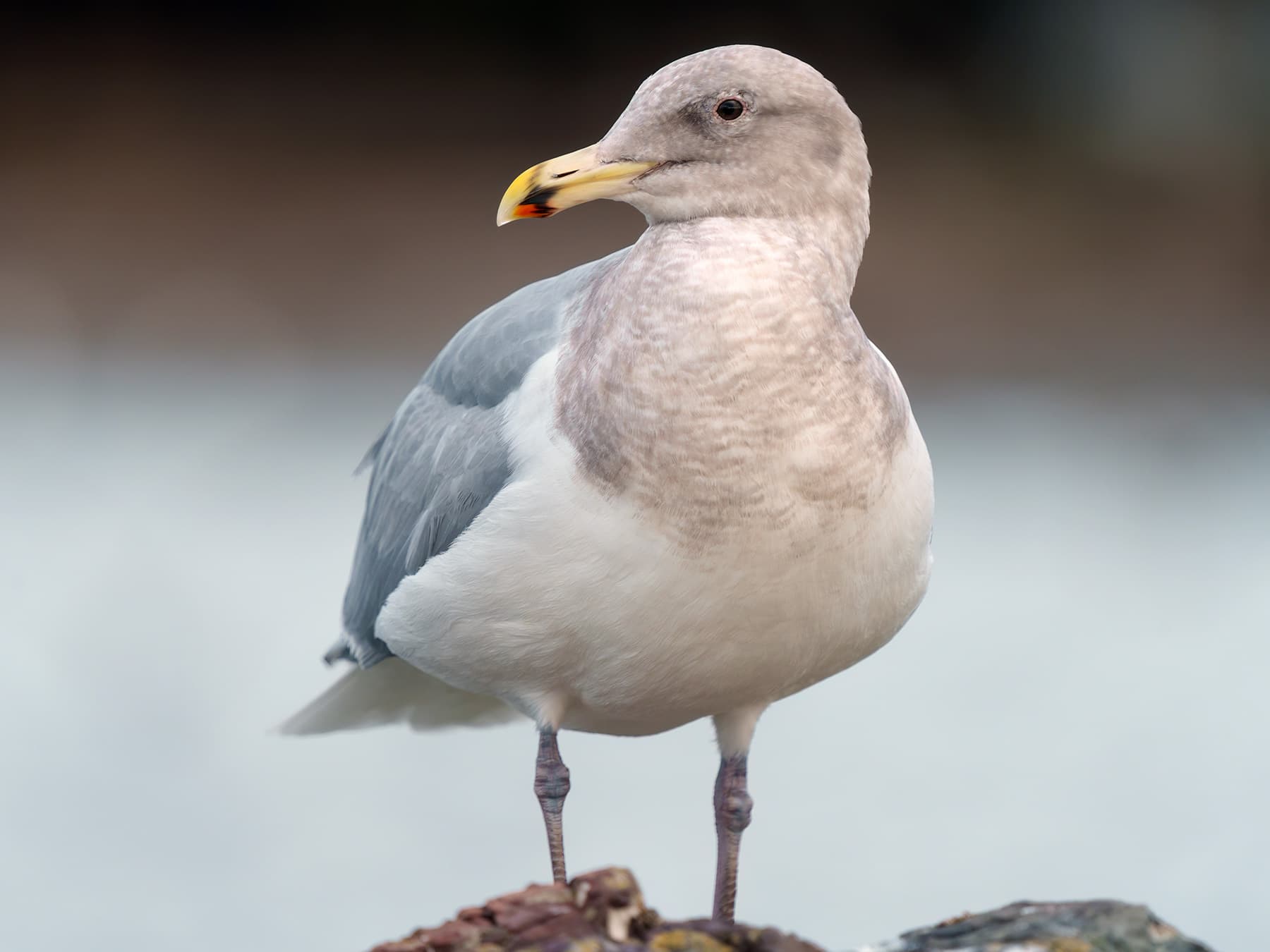 Iceland Gull with winter plumage