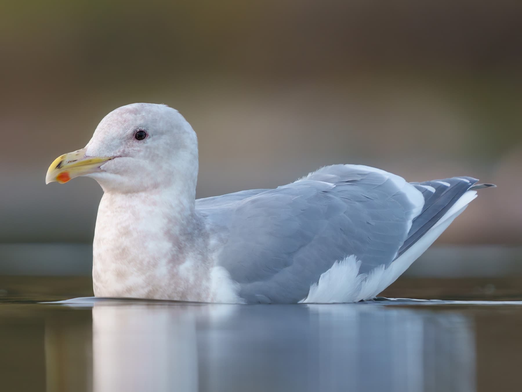 Iceland Gull swimming on calm water