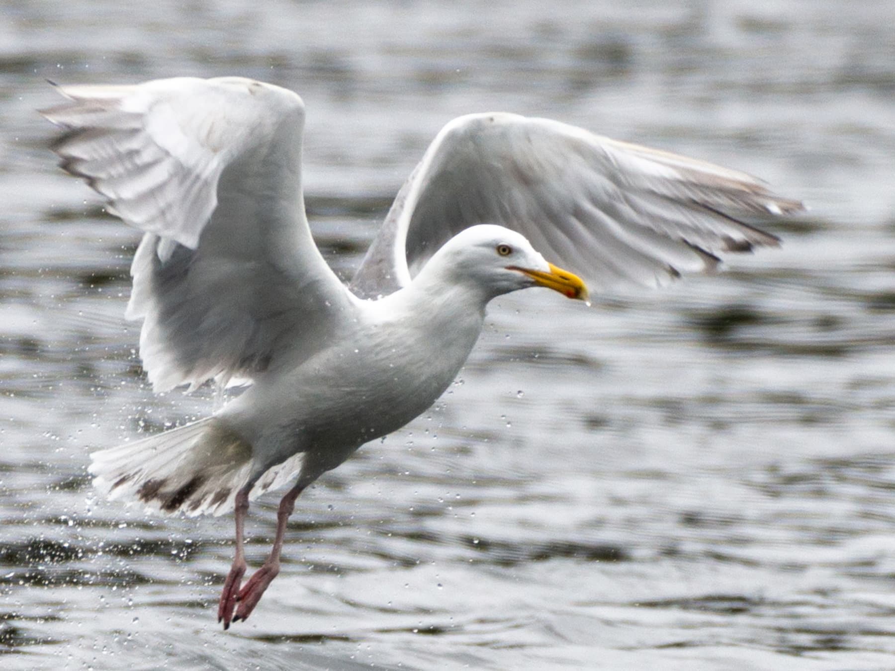 Iceland Gull taking off from the water