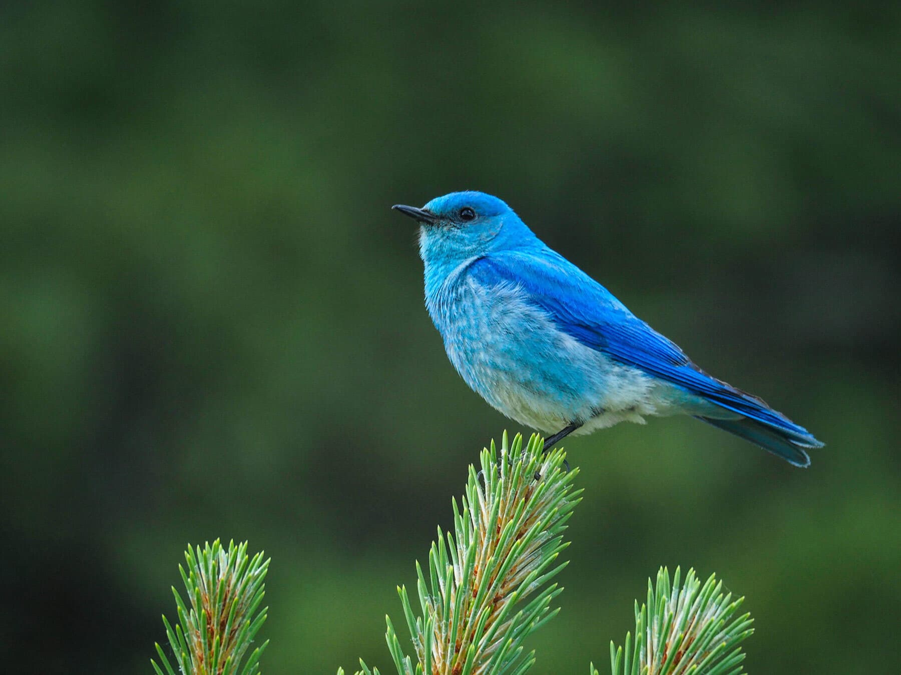 Mountain Bluebird