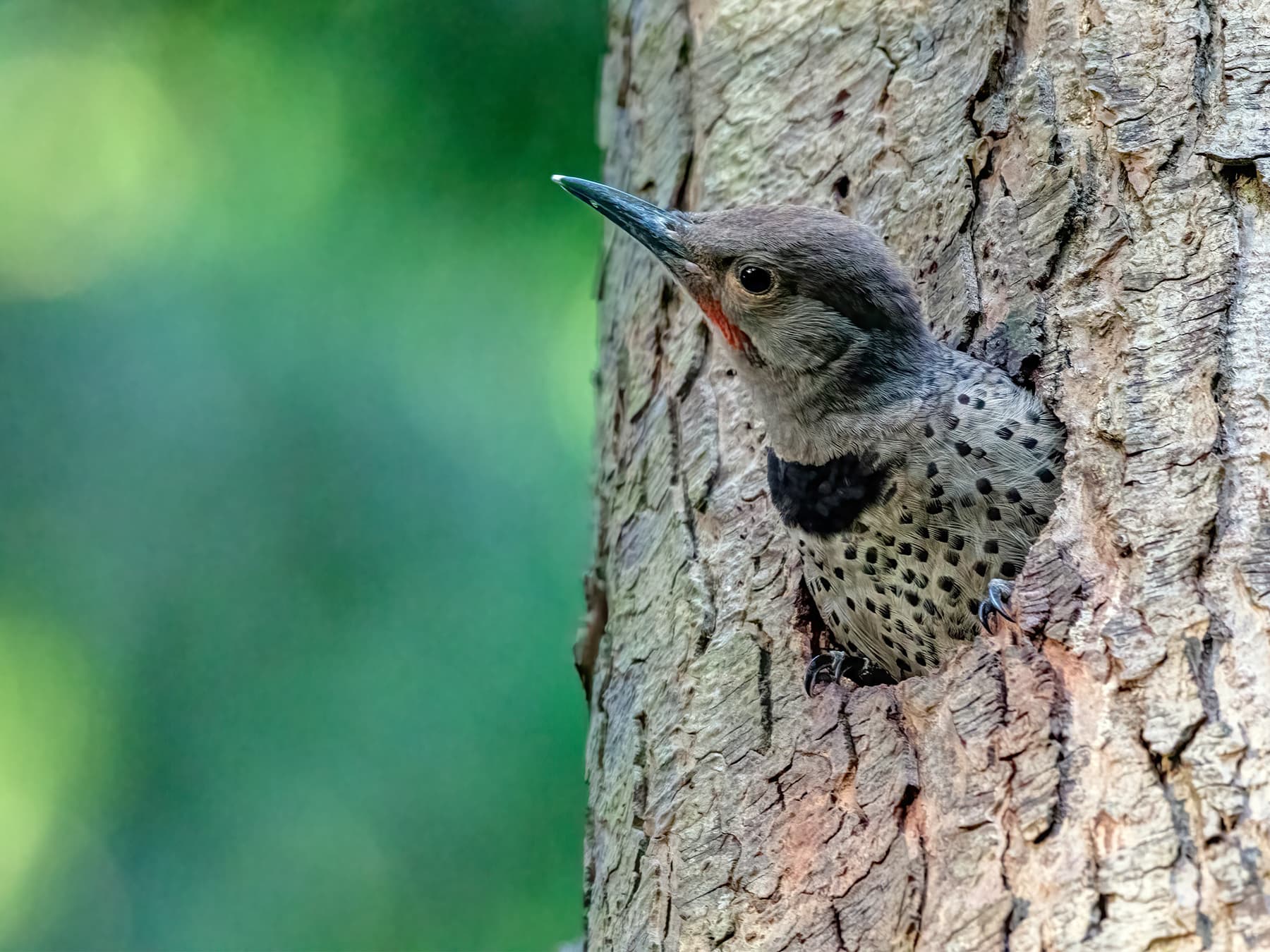 Immature Norther Flicker at nest hole