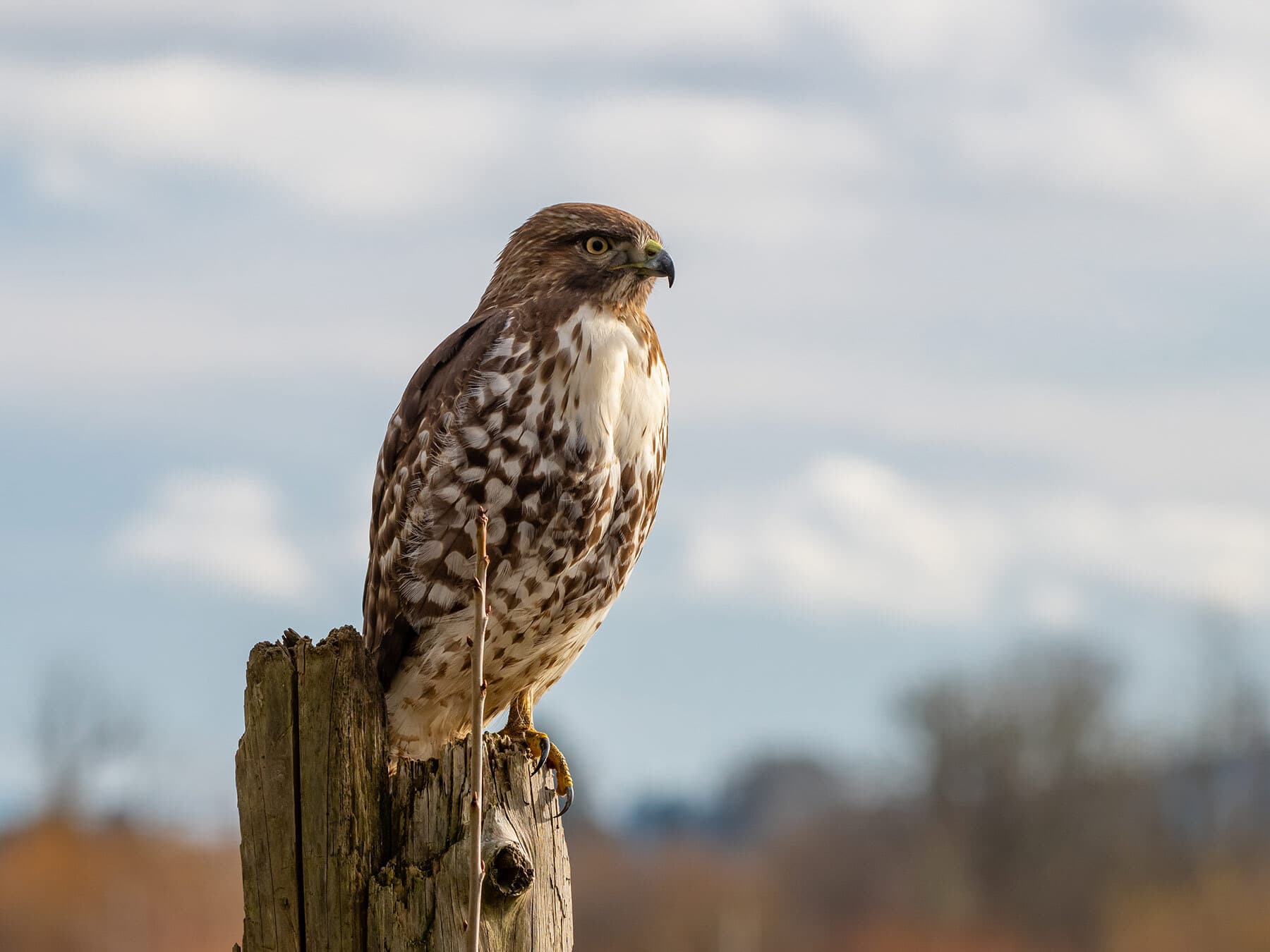 Immature red tailed hawk