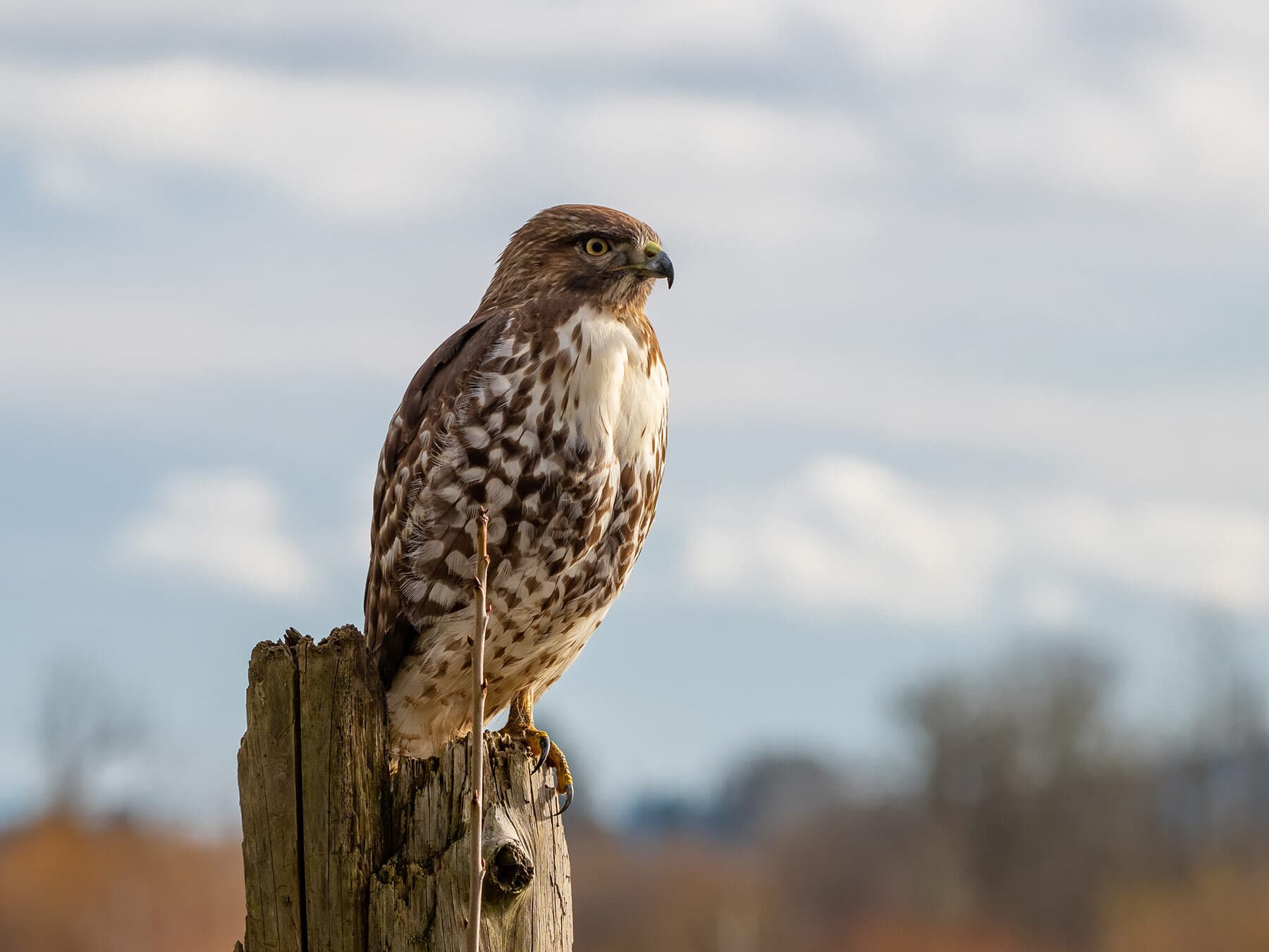 Immature red tailed hawk