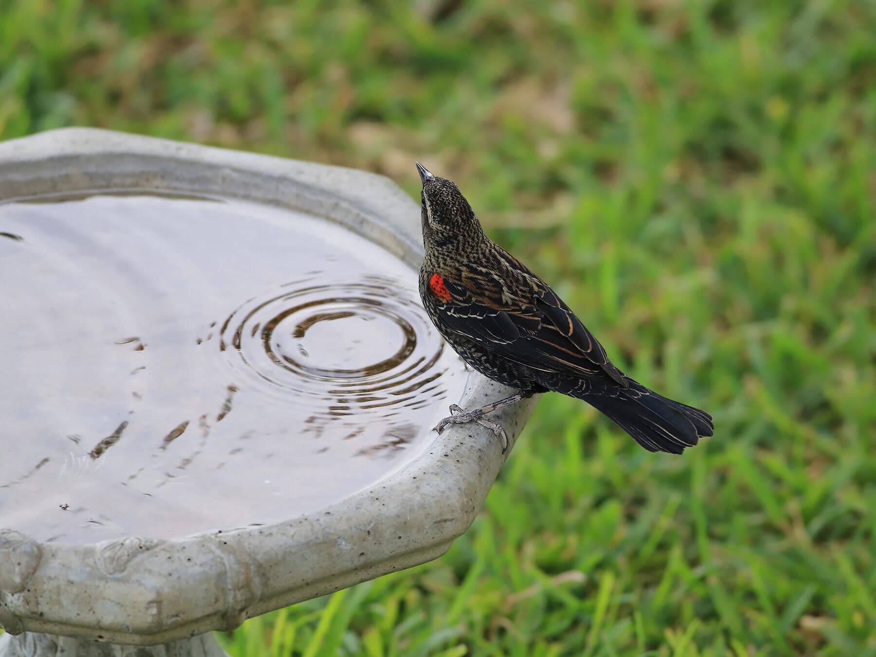 Immature red winged blackbird drinking