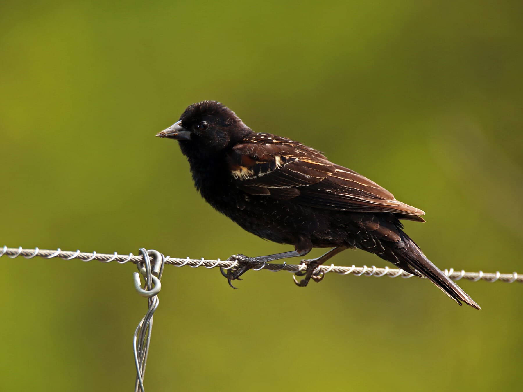 Immature red winged blackbird