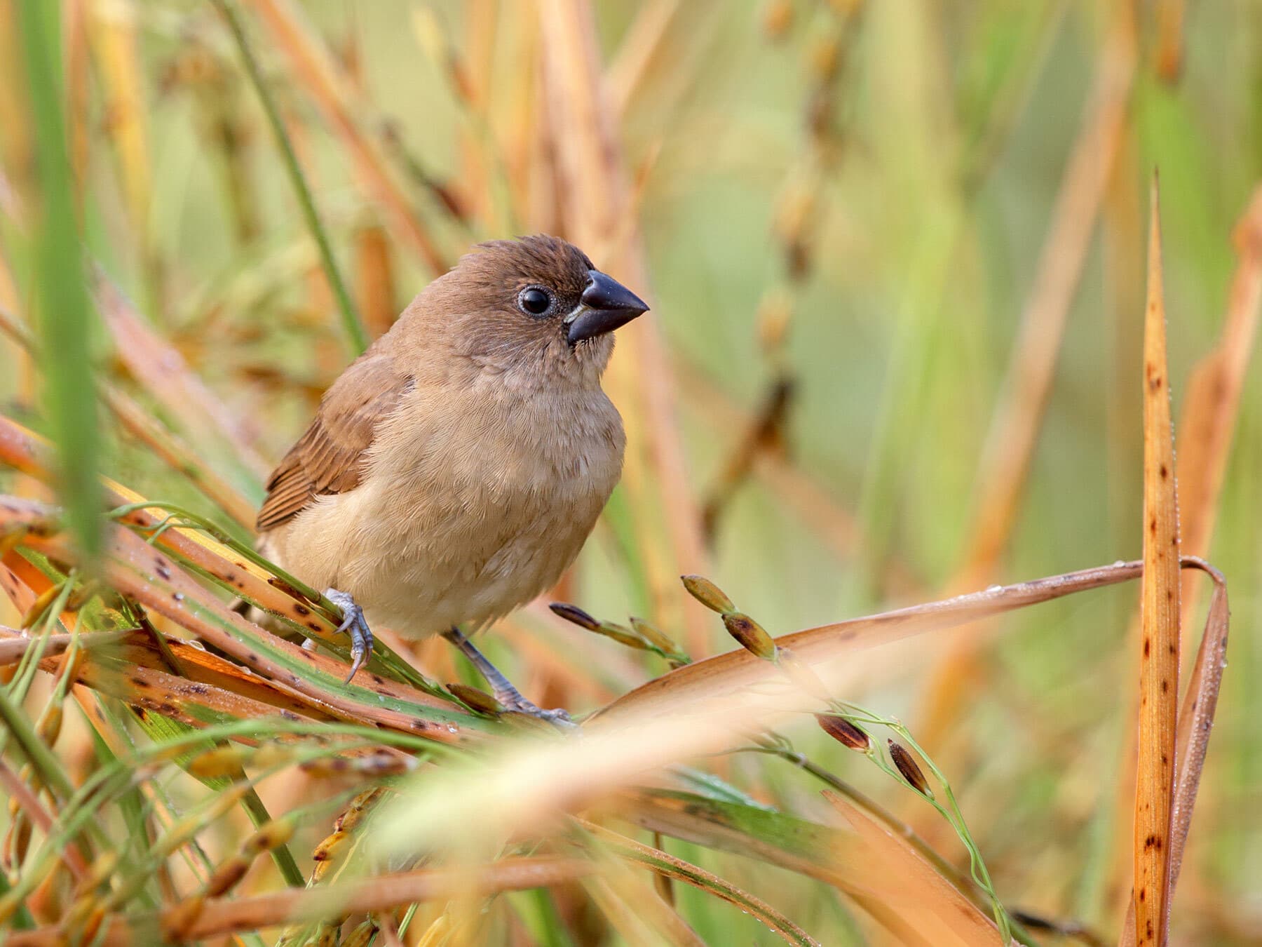 An immature / juvenile Scaly-breasted Munia
