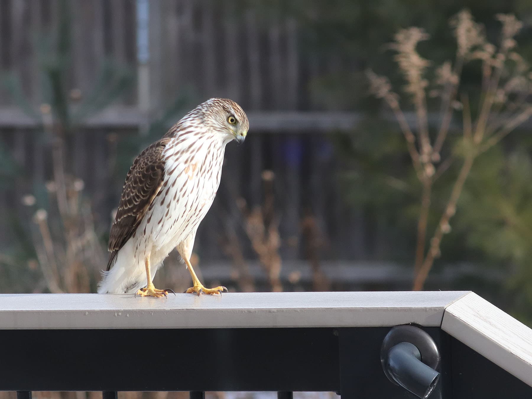 Immature sharp shinned hawk