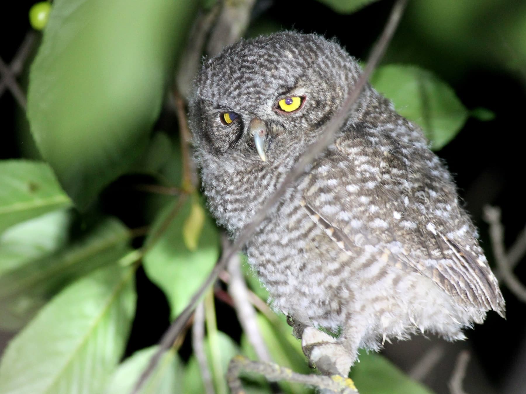 Immature Western Screech-Owl
