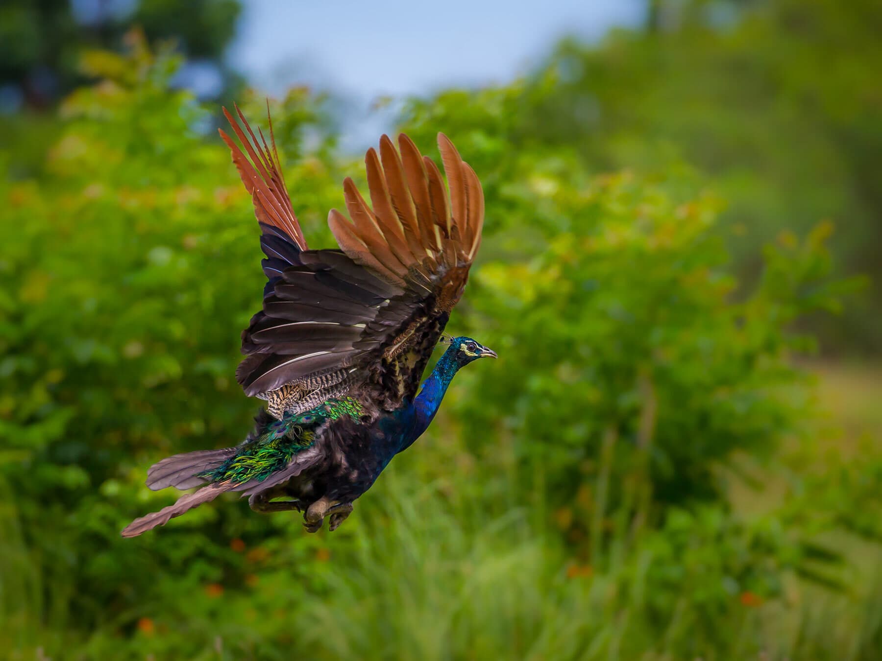 Indian peafowl in flight