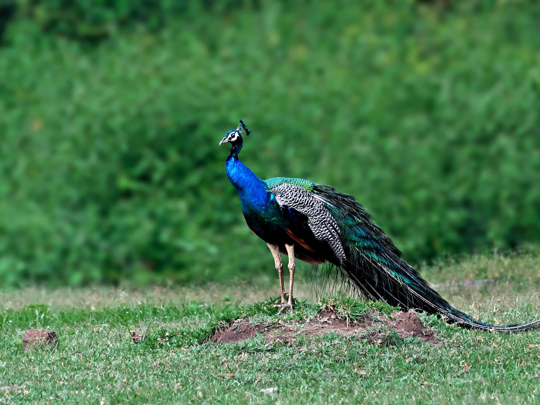 Indian peafowl lifespan