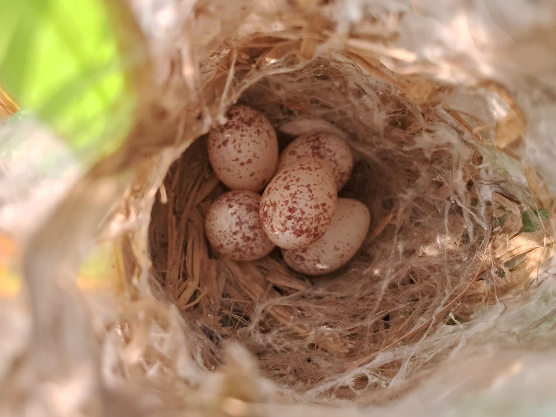 The nest of an Indian Robin with eggs inside