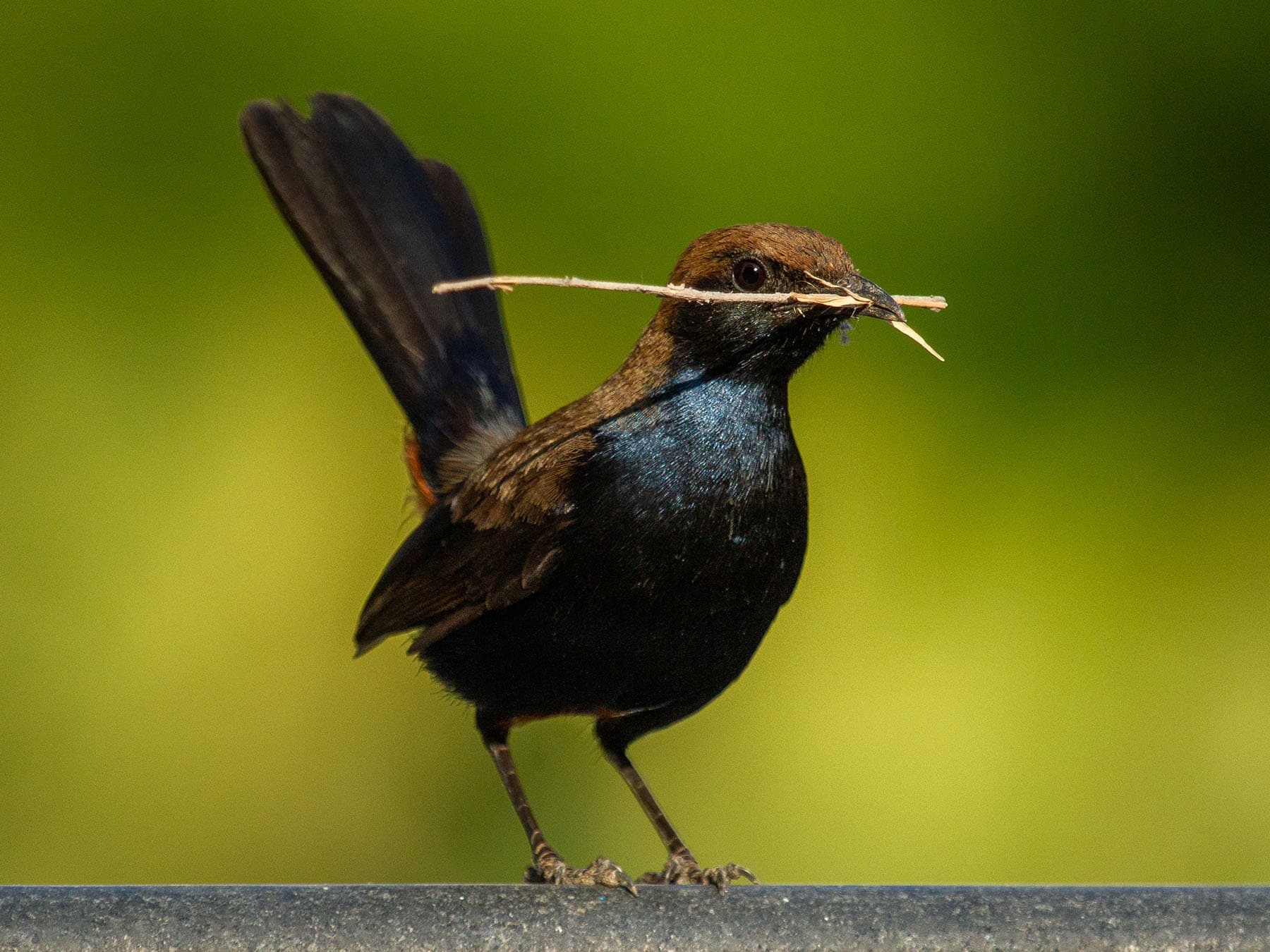 Indian Robin gathering nesting materials