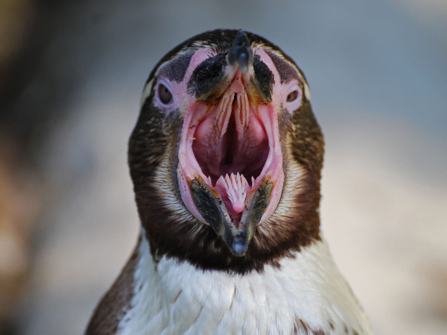 Inside of a penguisn mouth
