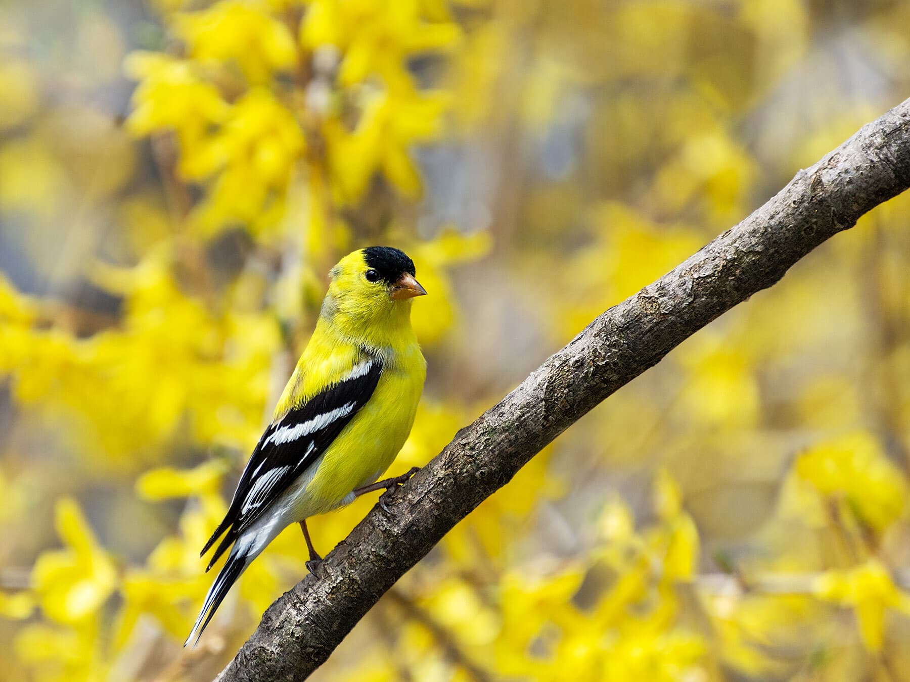 American Goldfinch