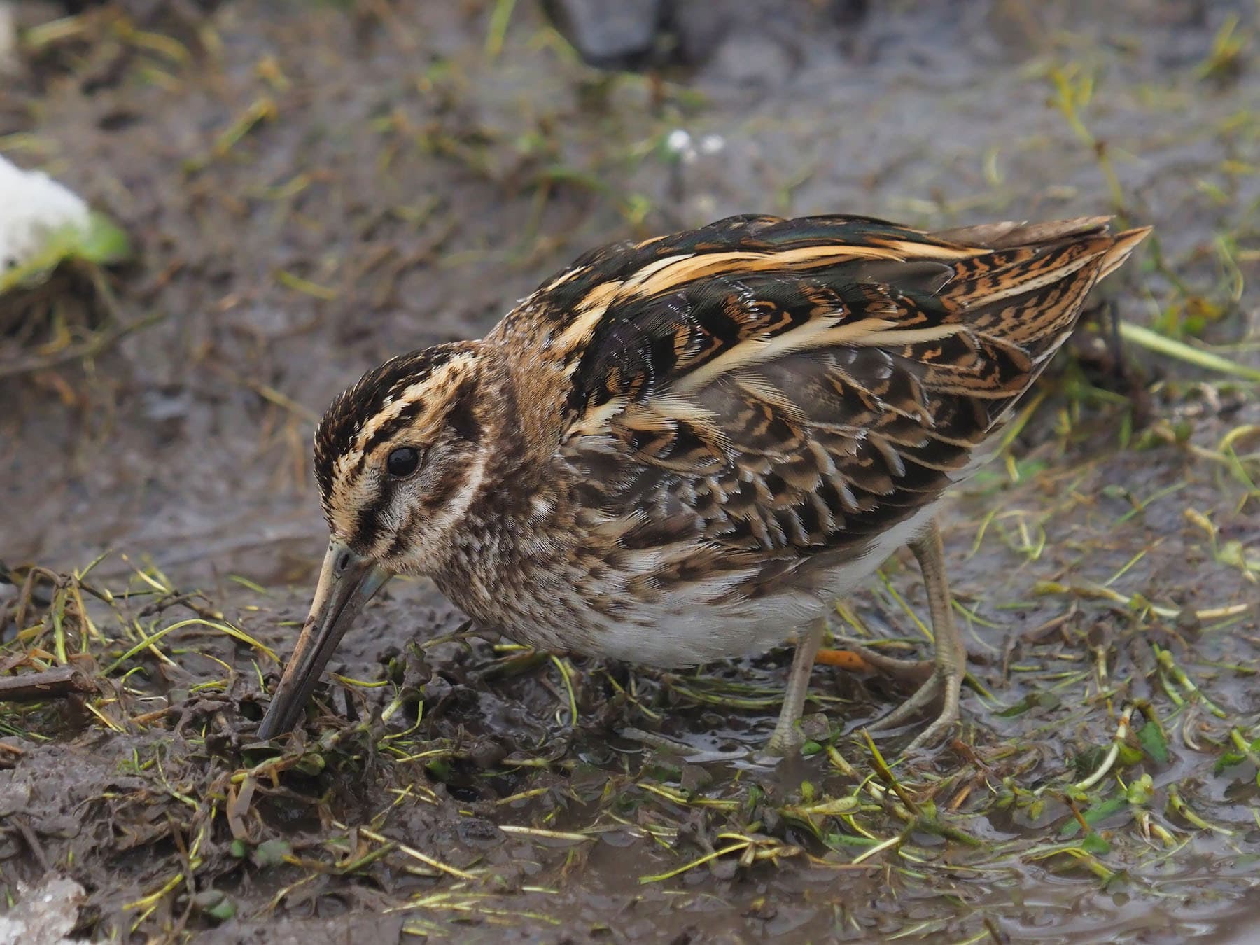 Jack Snipe foraging for food in its natural habitat