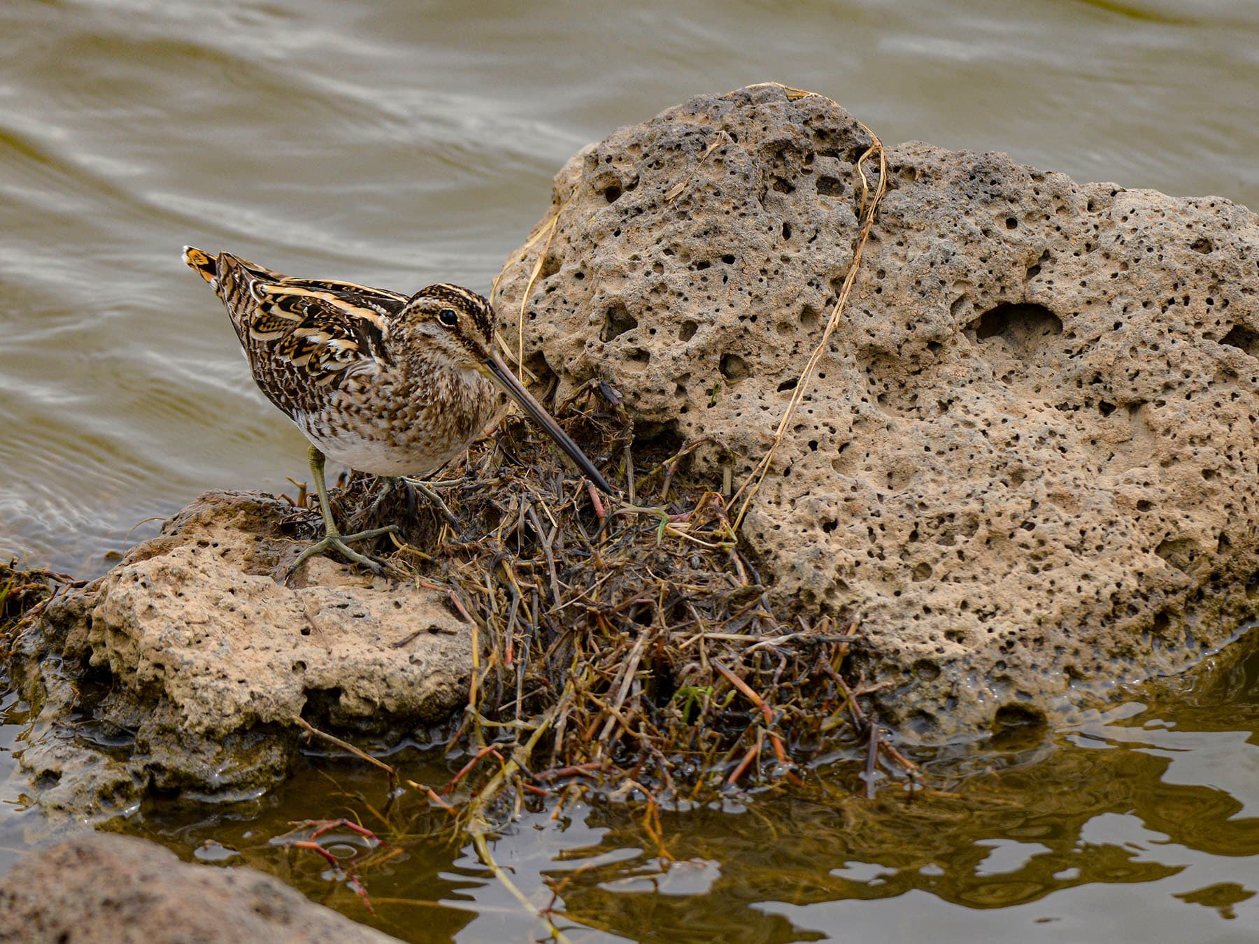 Jack Snipe feeding by the water