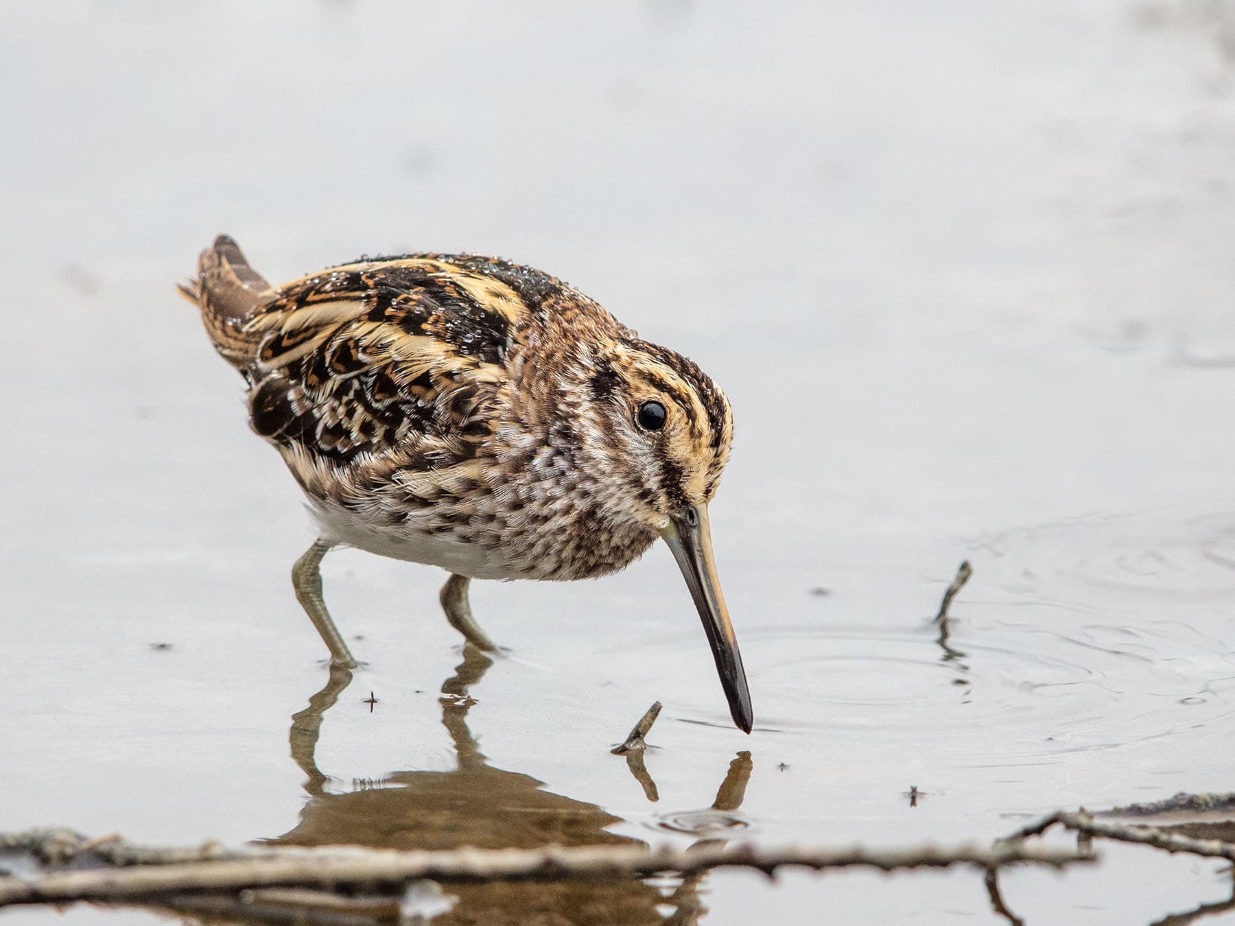 Jack Snipe foraging for insects and worms beneath the water surface