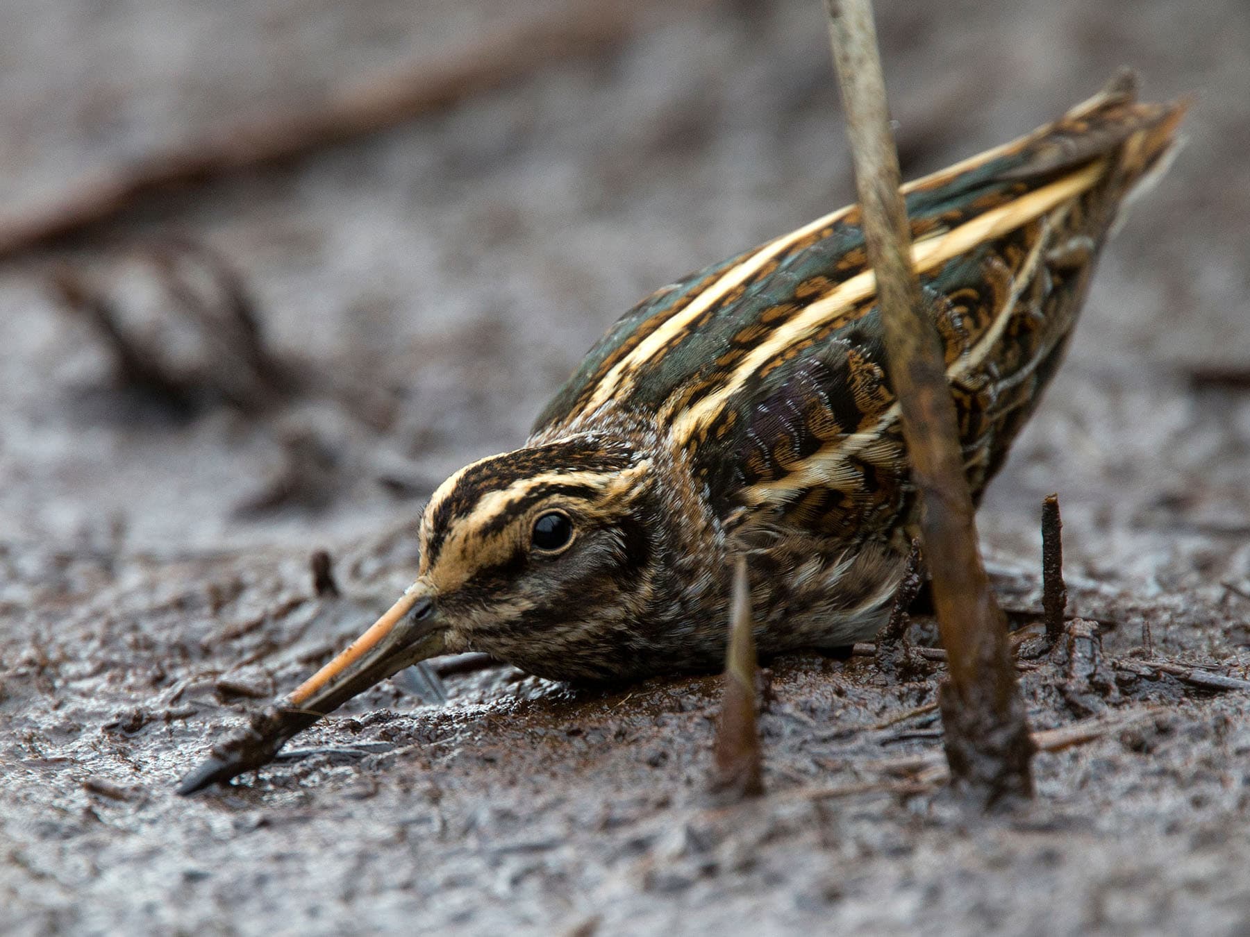 Jack Snipe its freeze pose