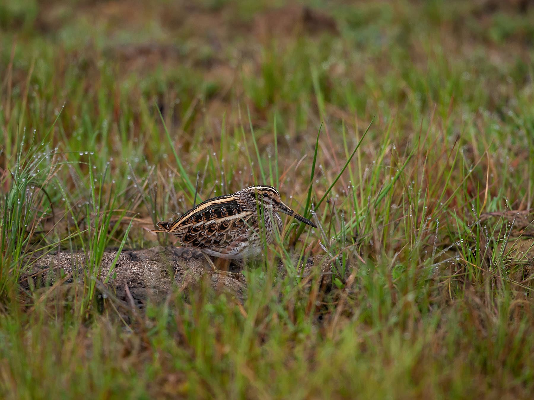 Jack Snipe well camouflaged in its natural wetland habitat